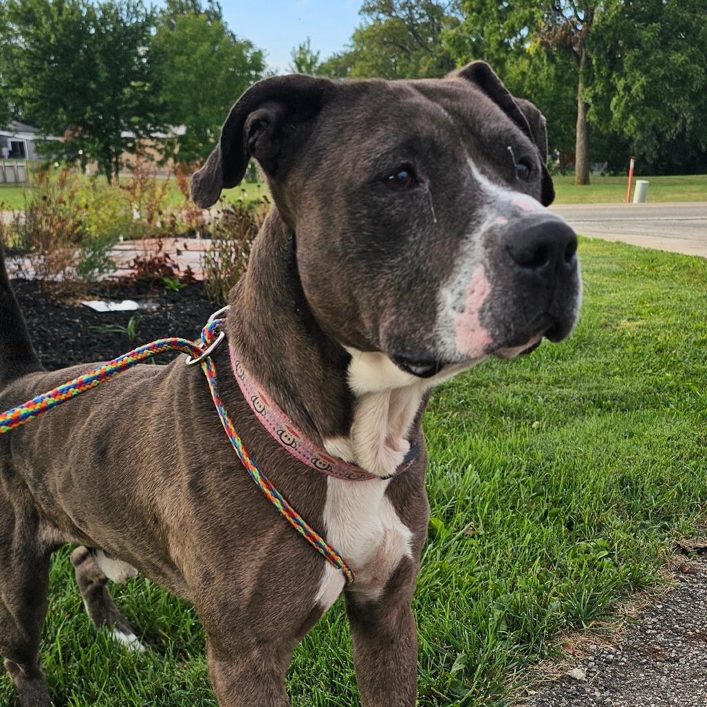 Enlarge Joe, a Adoptable mixed breed in Marysville, OH image 1/1