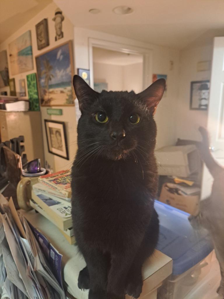 Enlarge Blick, a Adopted Domestic Short Hair in Mira Loma, CA image 1/1