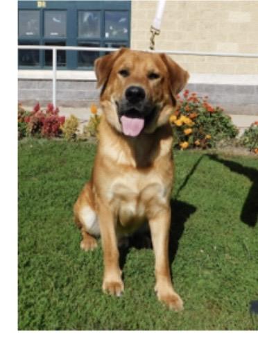 Thor, Adoptable, Young Male Labrador Retriever.
