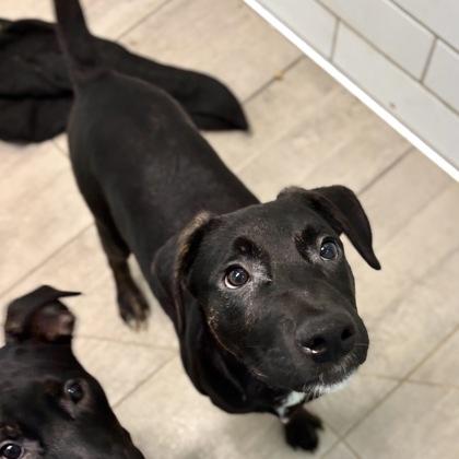 Spruce, Adoptable, Young Male Pit Bull Terrier & Mixed Breed.