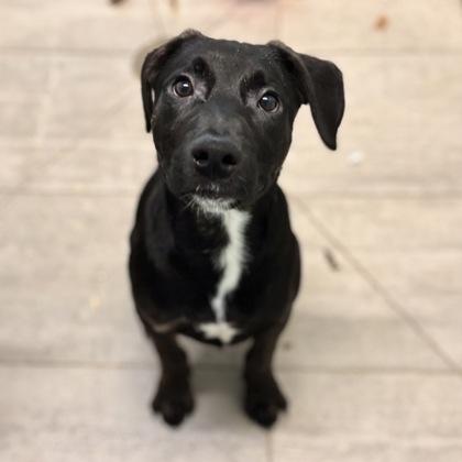 Spruce, a Adoptable mixed breed in San Francisco, CA image 2/3