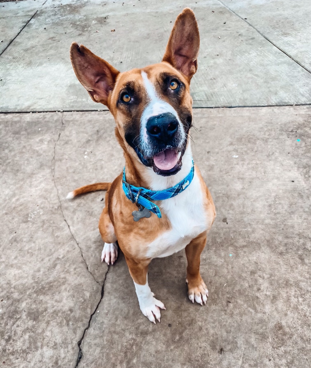 Wilbur, a Adoptable mixed breed in Newport Beach, CA image 3/5