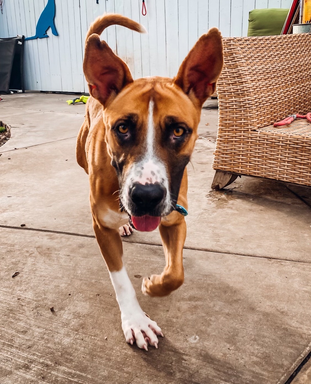 Wilbur, a Adoptable mixed breed in Newport Beach, CA image 2/5