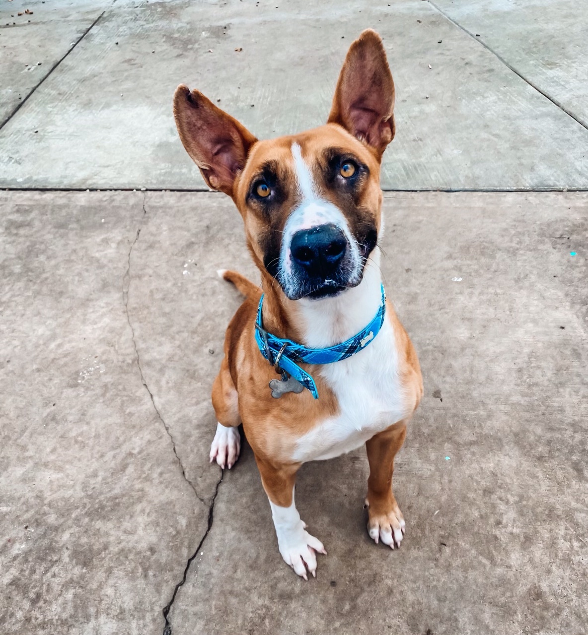 Wilbur, Adoptable, Adult Male Australian Shepherd & Boxer.