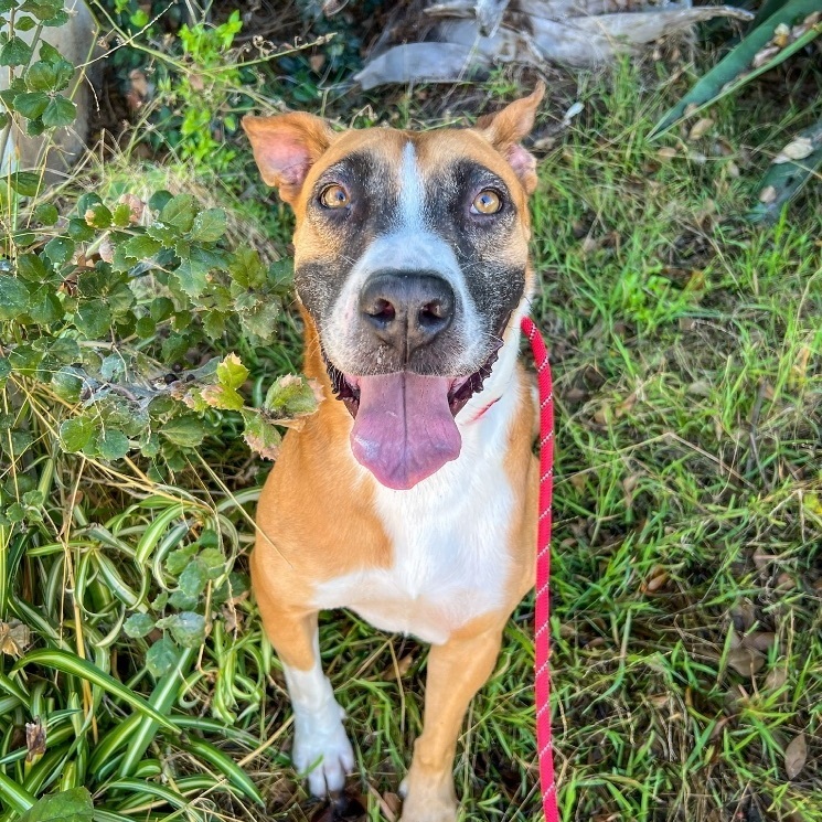 Wilbur, a Adoptable mixed breed in Newport Beach, CA image 4/5