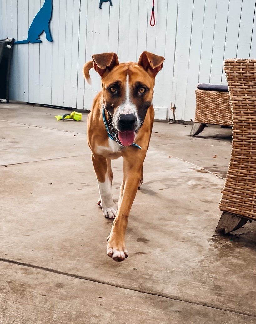 Wilbur, a Adoptable mixed breed in Newport Beach, CA image 5/5