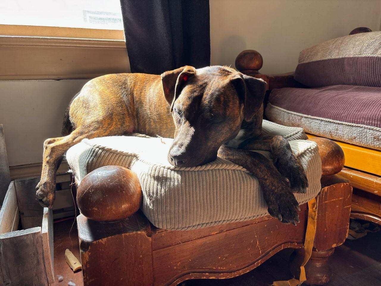 Týr, a Adoptable Pit Bull Terrier in Jamestown, ND image 6/6