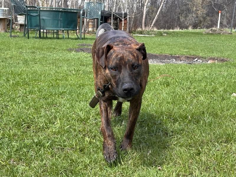 Týr, a Adoptable Pit Bull Terrier in Jamestown, ND image 5/6