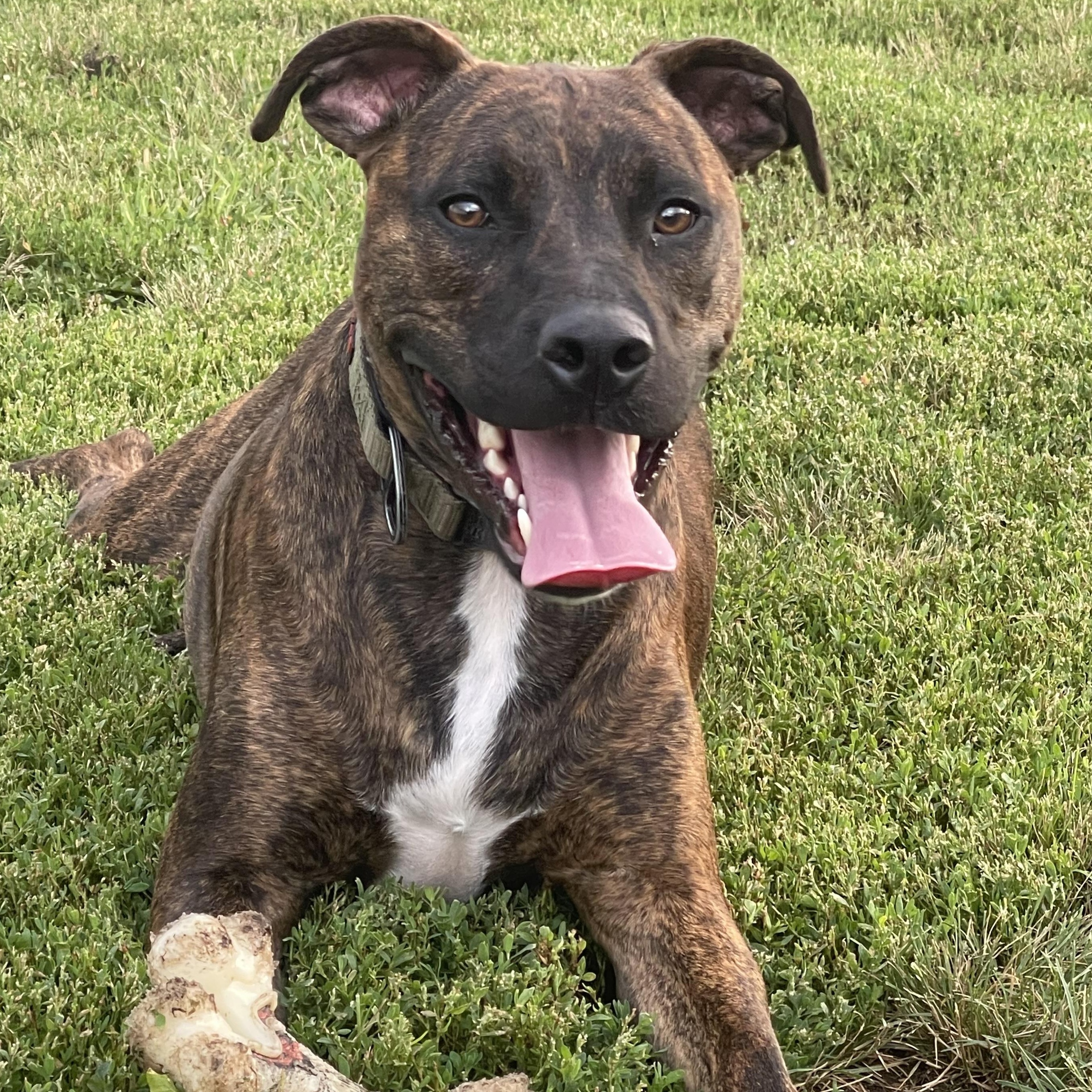 Týr, a Adoptable Pit Bull Terrier in Jamestown, ND image 1/6