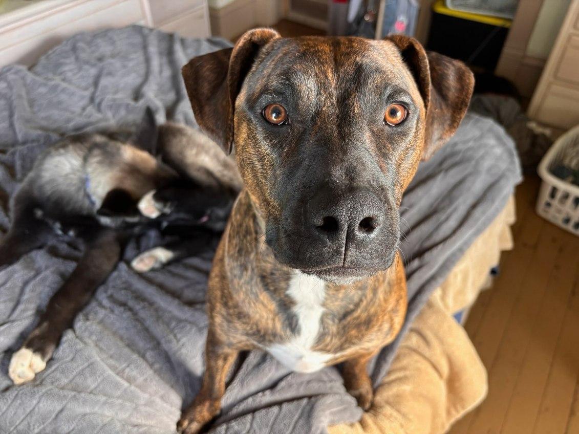 Týr, a Adoptable Pit Bull Terrier in Jamestown, ND image 3/6