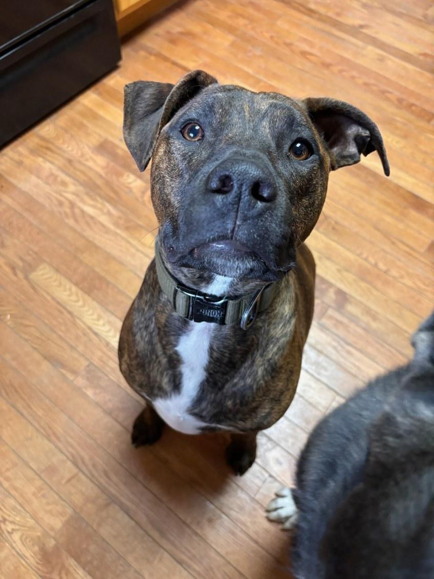 Týr, a Adoptable Pit Bull Terrier in Jamestown, ND image 4/6