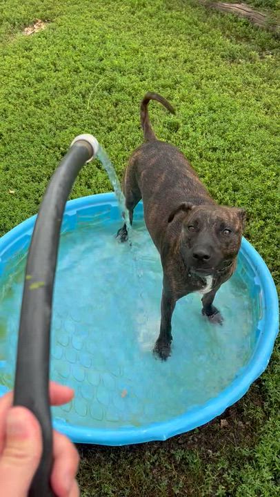 Enlarge Týr, a Adoptable Pit Bull Terrier in Jamestown, ND video 2/6