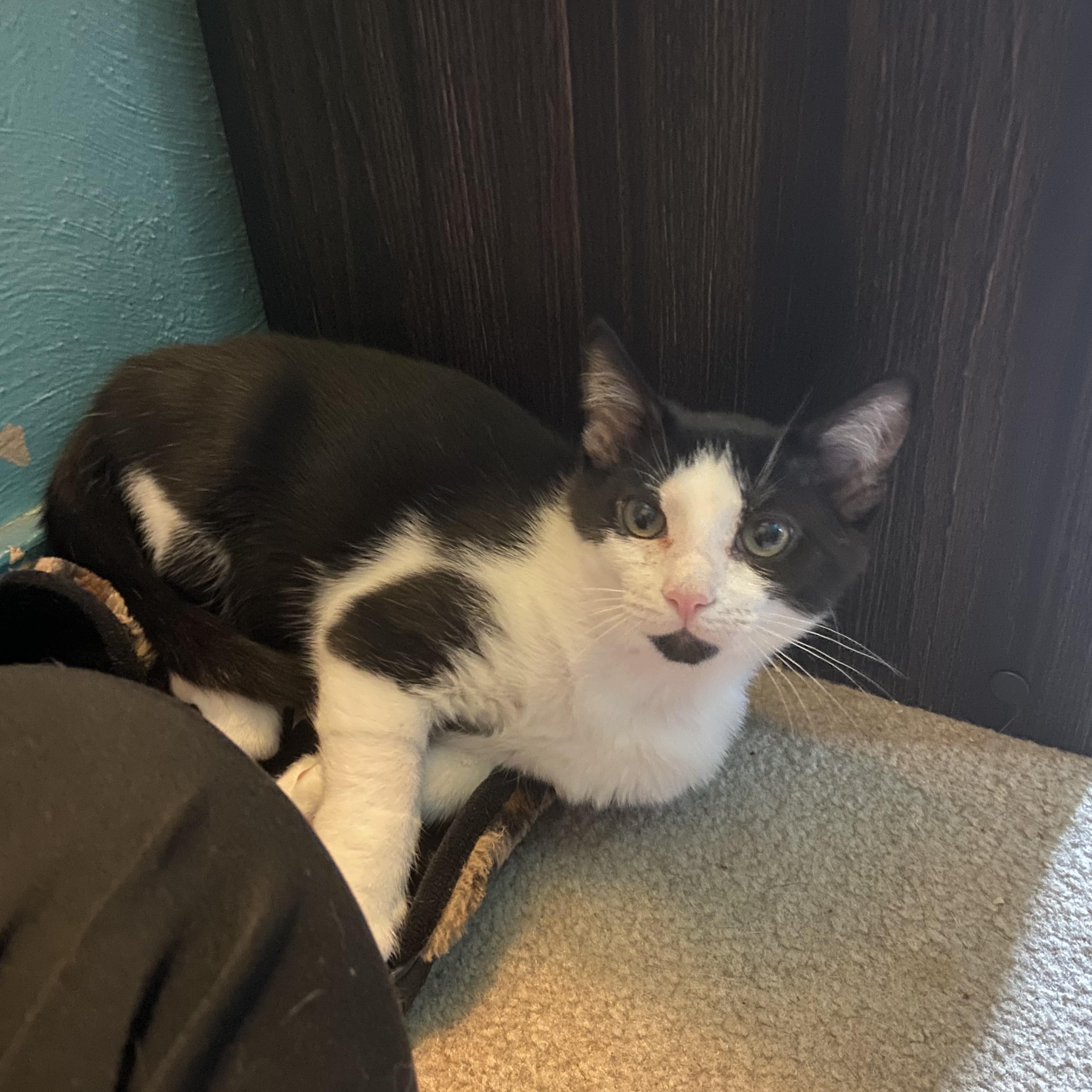 Mini (aka Mickey), a ADOPTABLE Domestic Short Hair in Carnegie, PA image 2/5