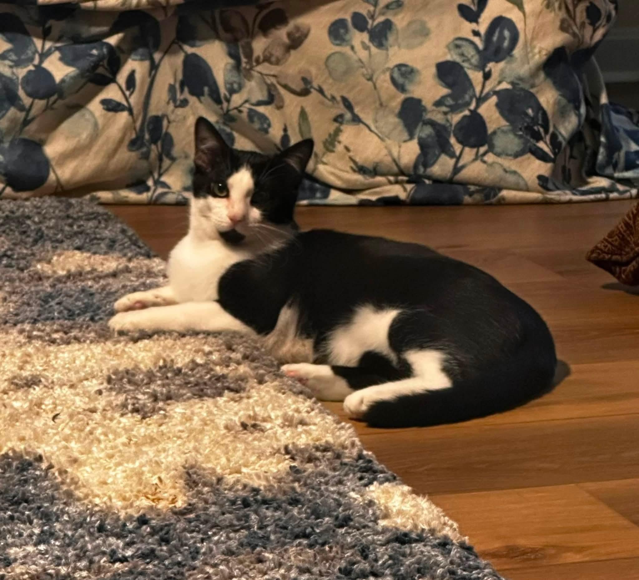 Enlarge Mini (aka Mickey), a Adoptable Domestic Short Hair in Carnegie, PA image 4/6