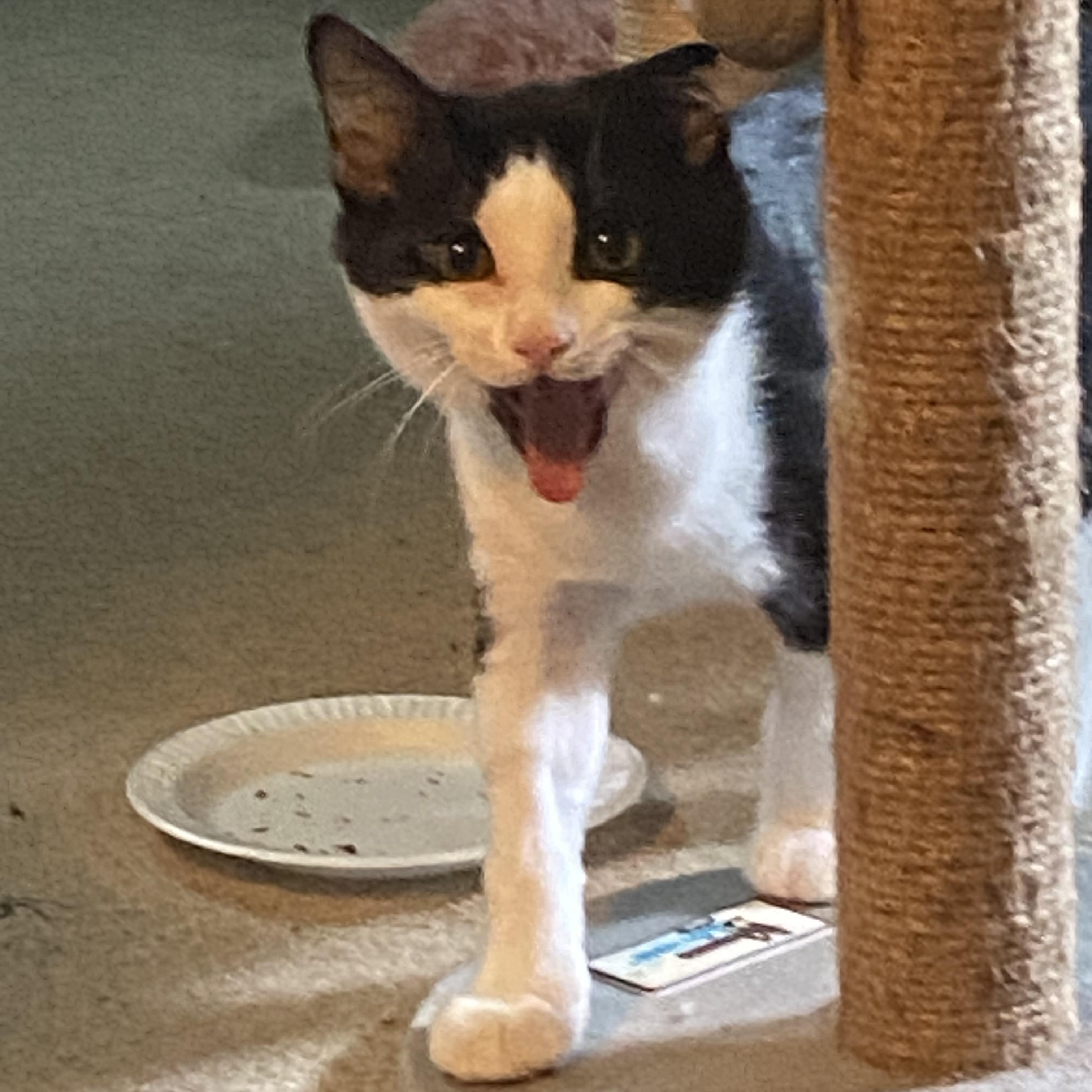 Mini (aka Mickey), a ADOPTABLE Domestic Short Hair in Carnegie, PA image 3/5