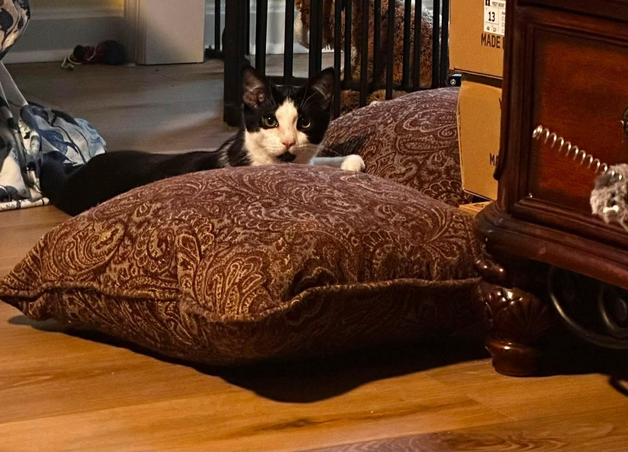 Enlarge Mini (aka Mickey), a Adoptable Domestic Short Hair in Carnegie, PA image 5/6