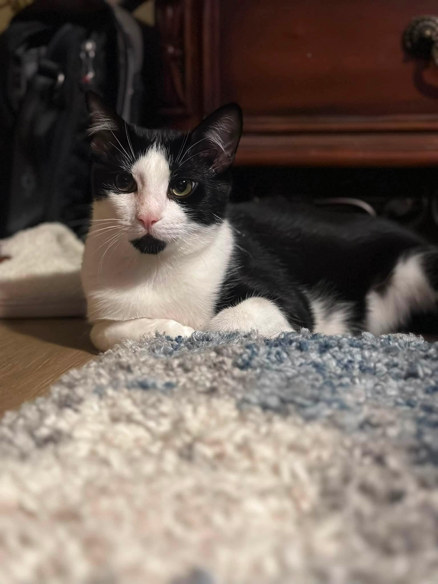 Enlarge Mini (aka Mickey), a Adoptable Domestic Short Hair in Carnegie, PA image 6/6