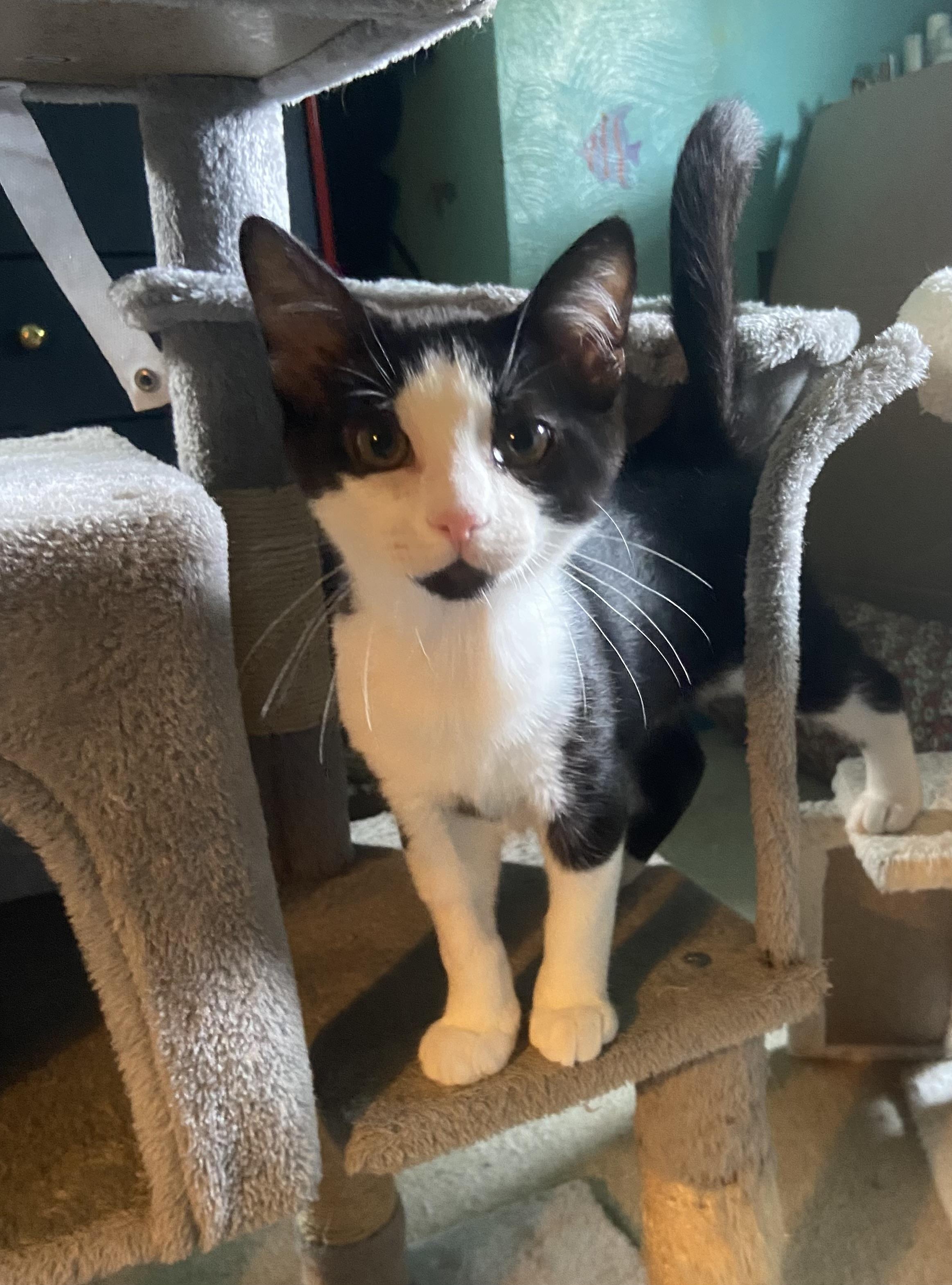 Mini (aka Mickey), a ADOPTABLE Domestic Short Hair in Carnegie, PA image 1/5