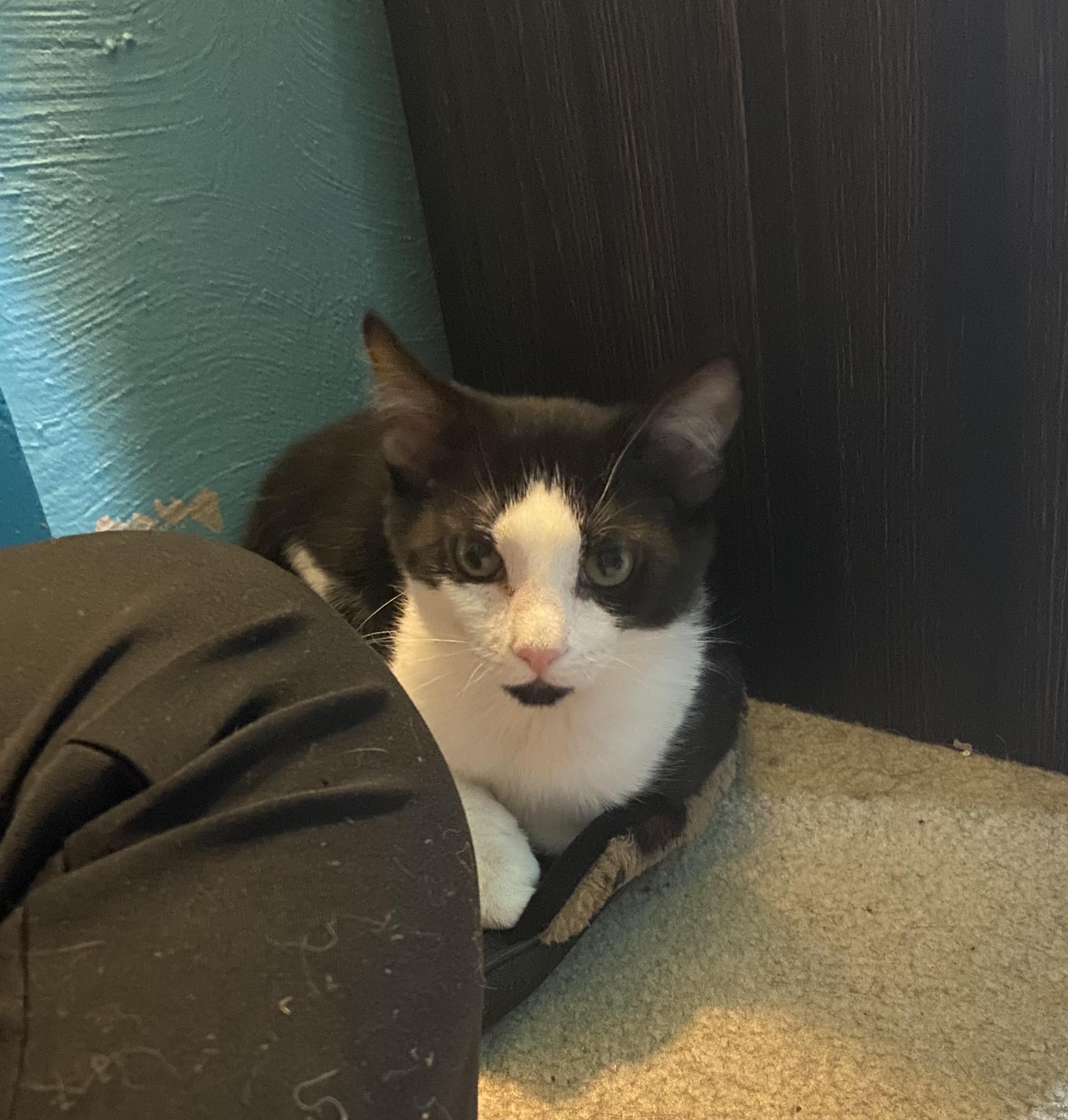 Mini (aka Mickey), a ADOPTABLE Domestic Short Hair in Carnegie, PA image 4/5