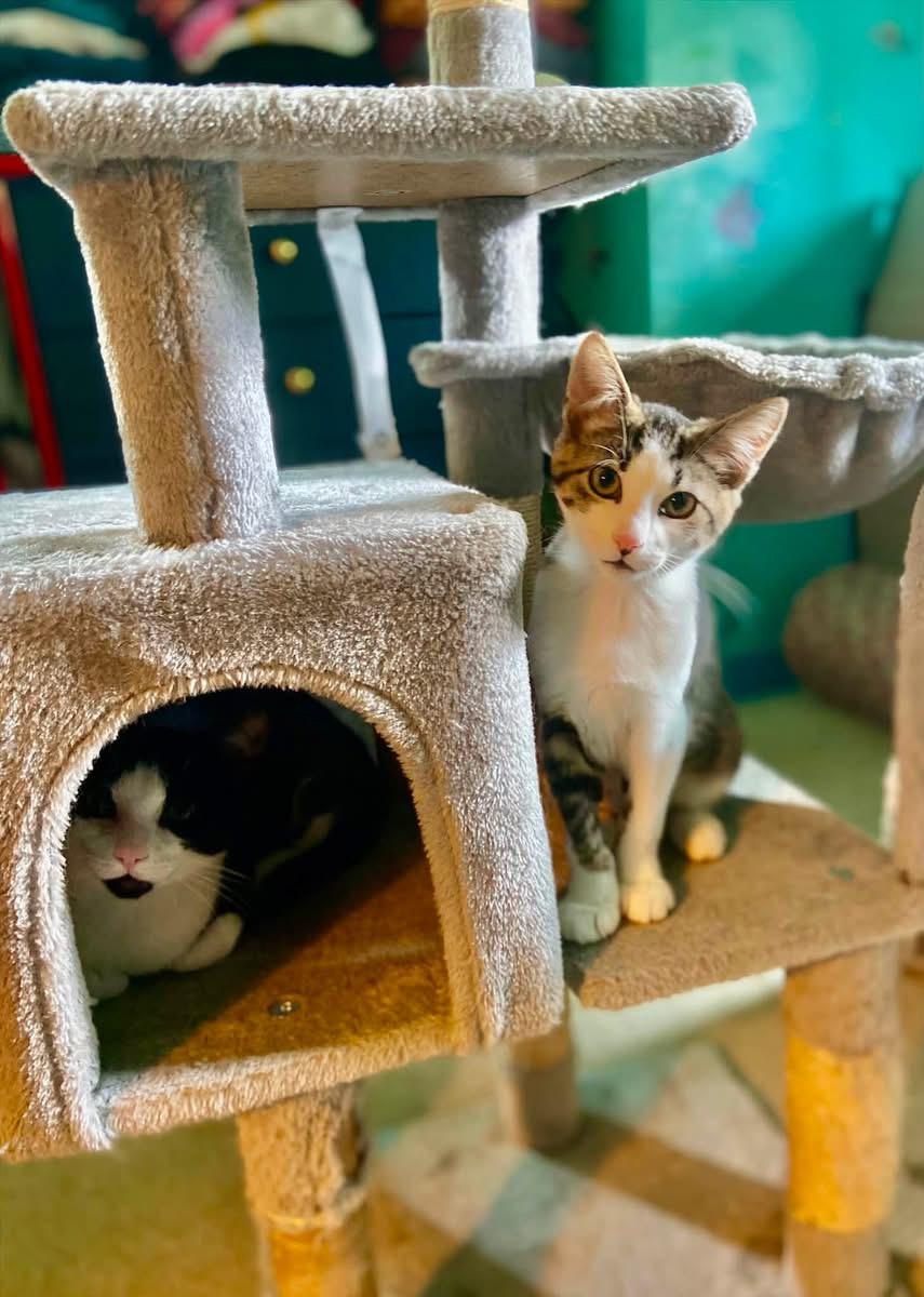 Mini (aka Mickey), a ADOPTABLE Domestic Short Hair in Carnegie, PA image 5/5