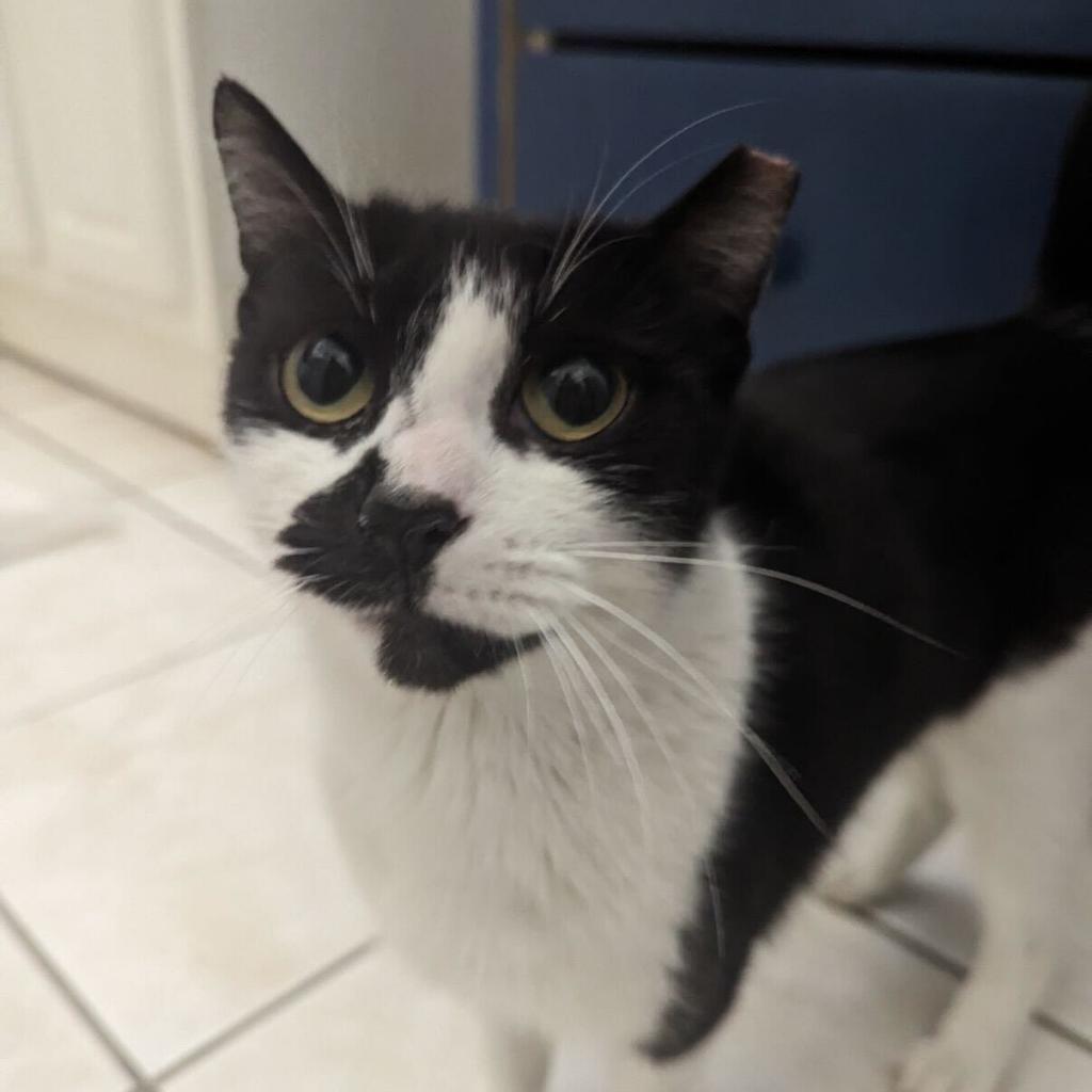 Amendola, Adoptable, Adult Female Domestic Short Hair.