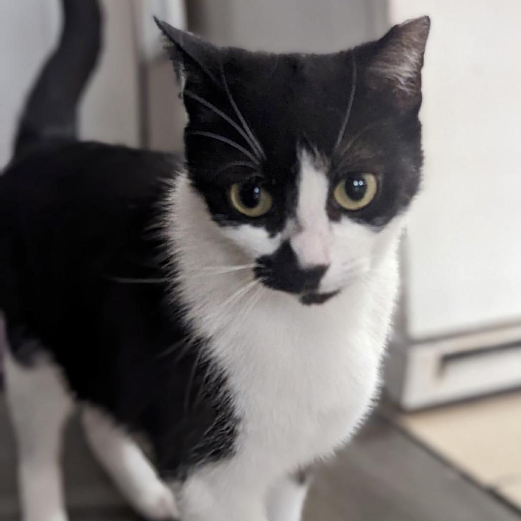 Enlarge Amendola, a Adoptable Domestic Short Hair in Brooklyn, NY image 2/3