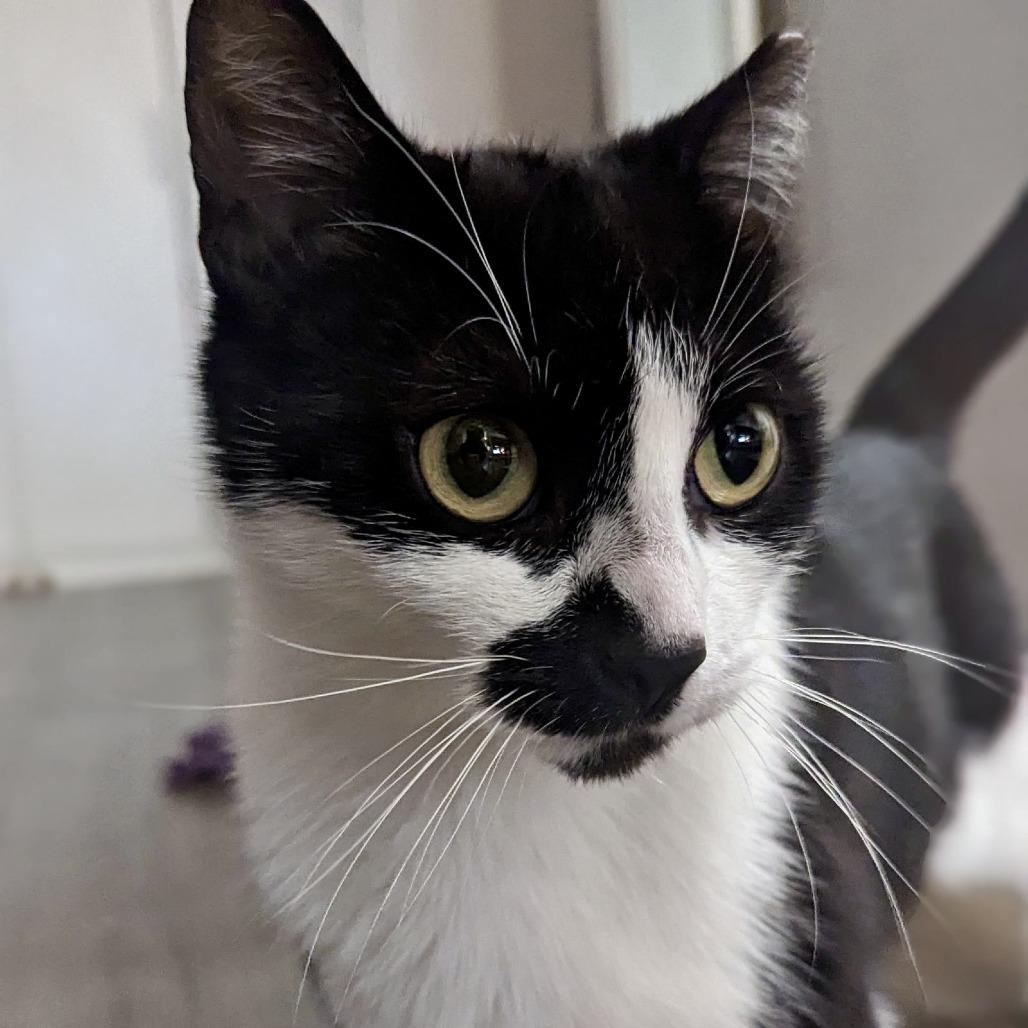 Enlarge Amendola, a Adoptable Domestic Short Hair in Brooklyn, NY image 3/3