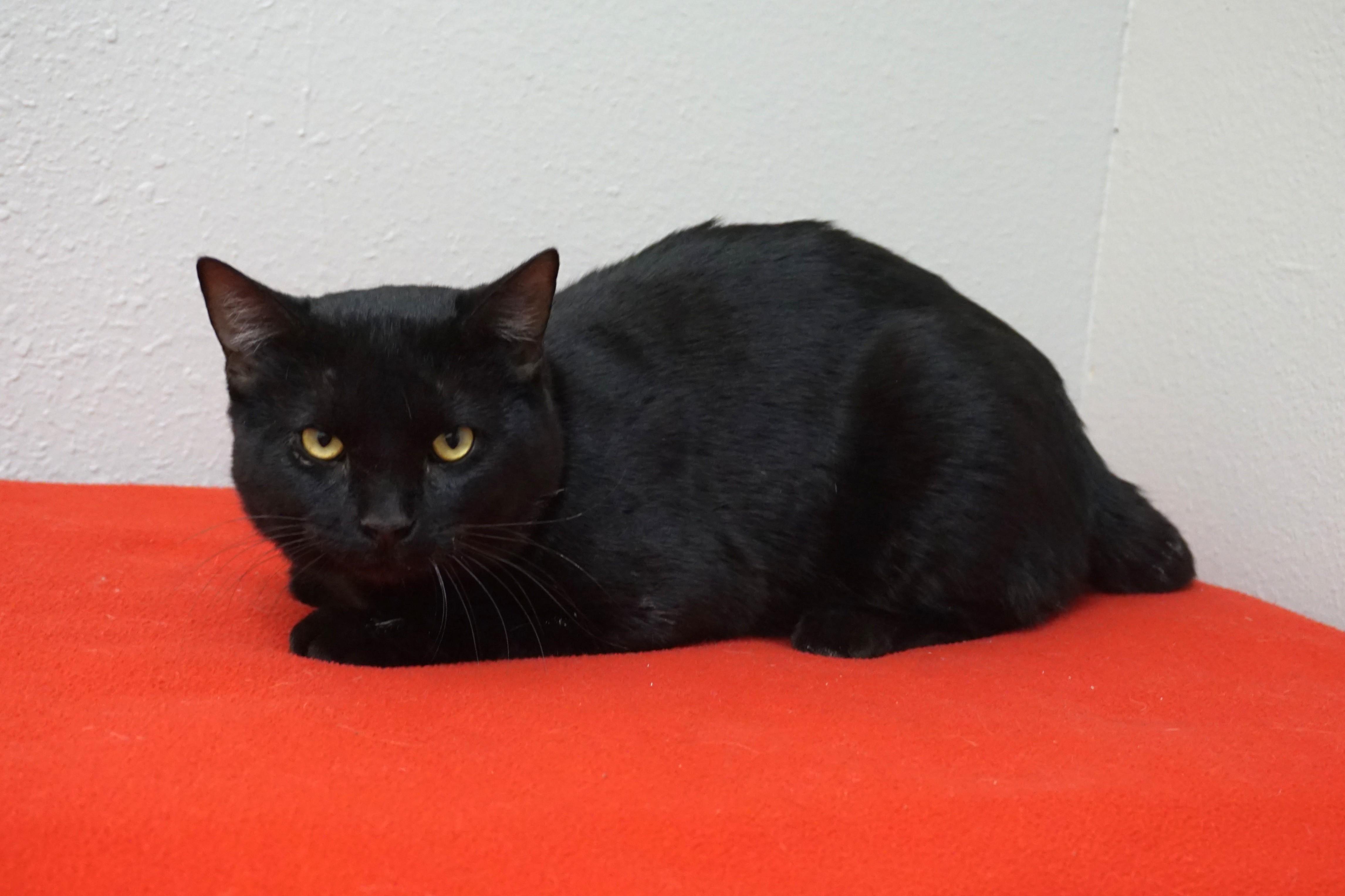 Bodie, an adoptable Domestic Short Hair in Fountain Hills, AZ image 2/4