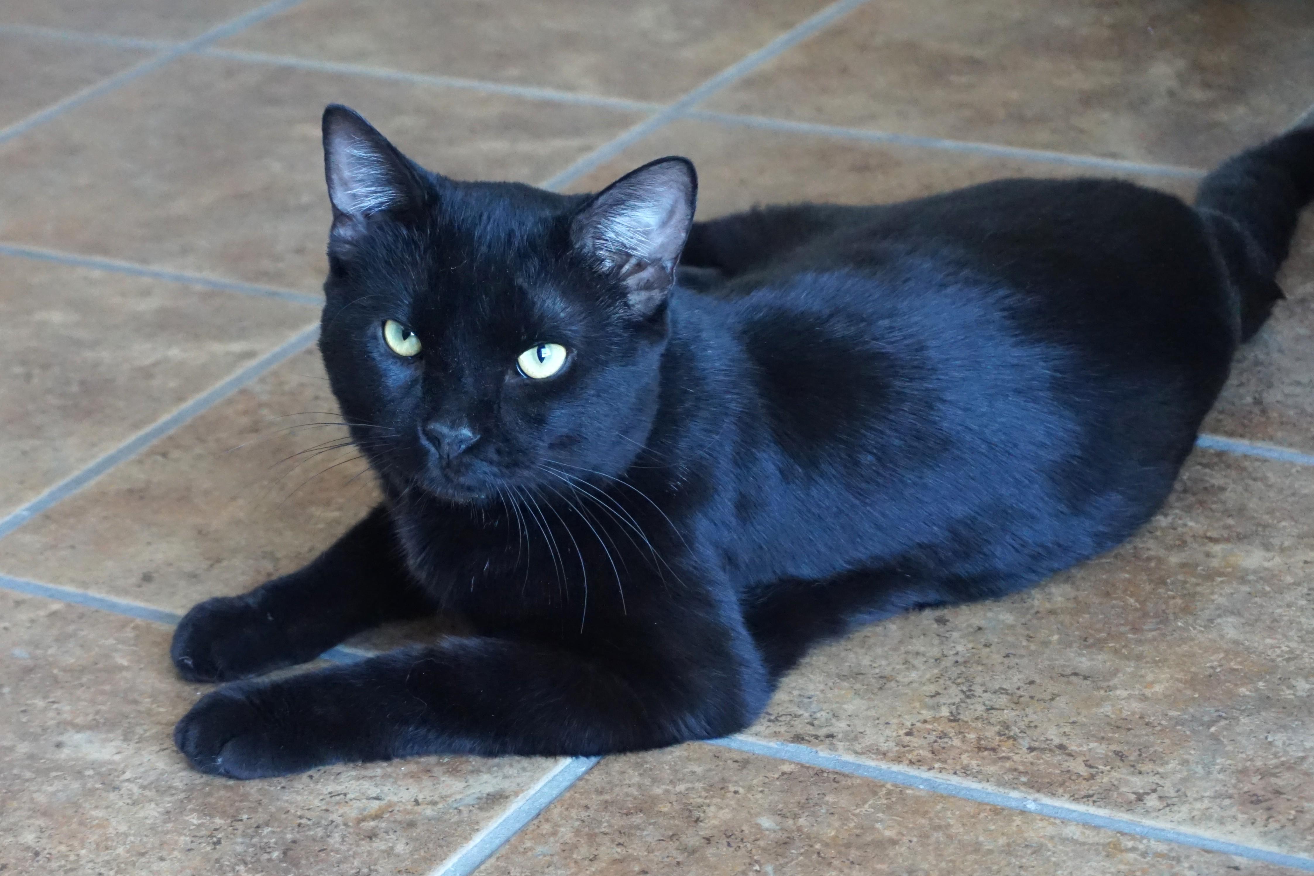Bodie, adoptable, Adult Male Domestic Short Hair.
