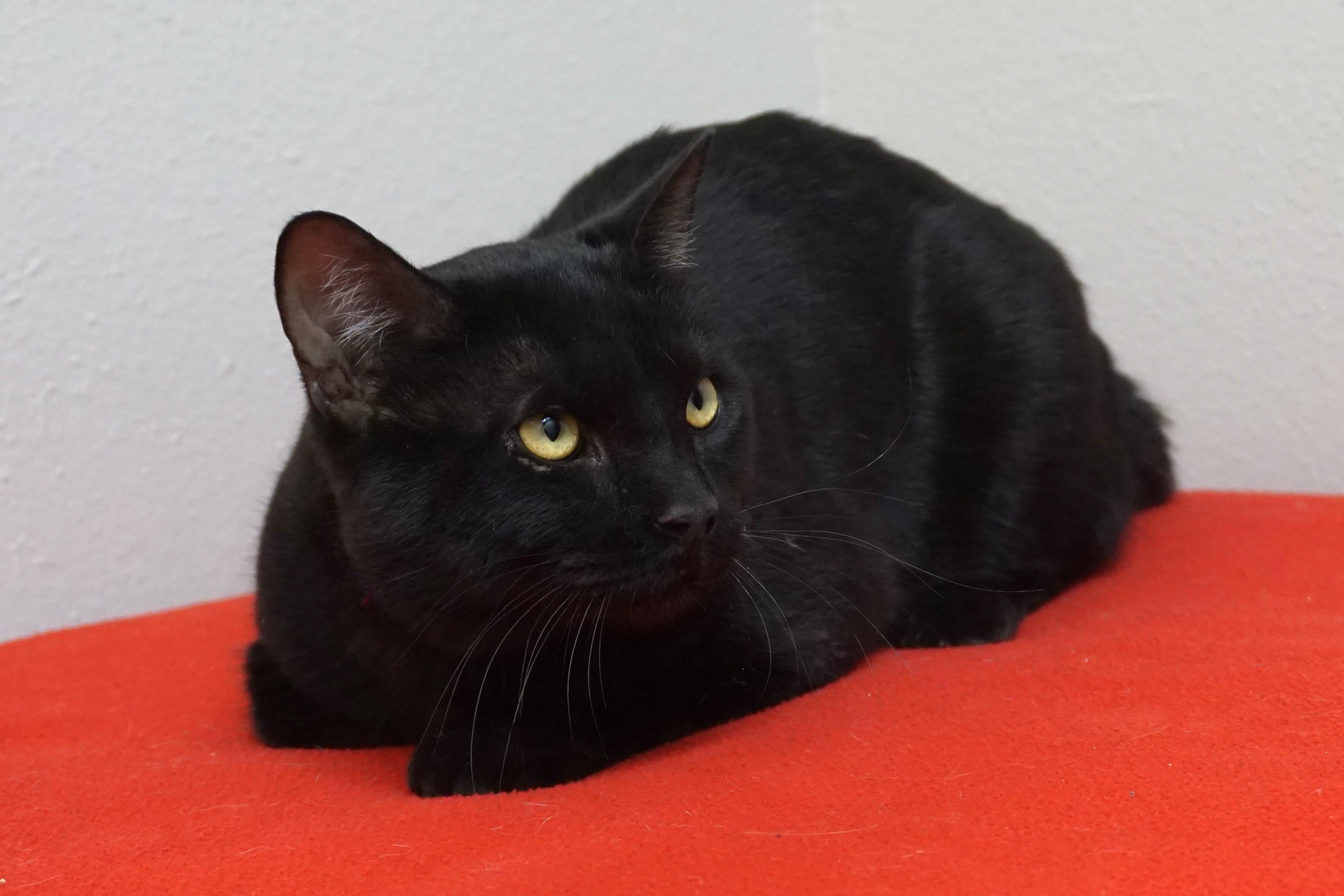 Bodie, an adoptable Domestic Short Hair in Fountain Hills, AZ image 3/4