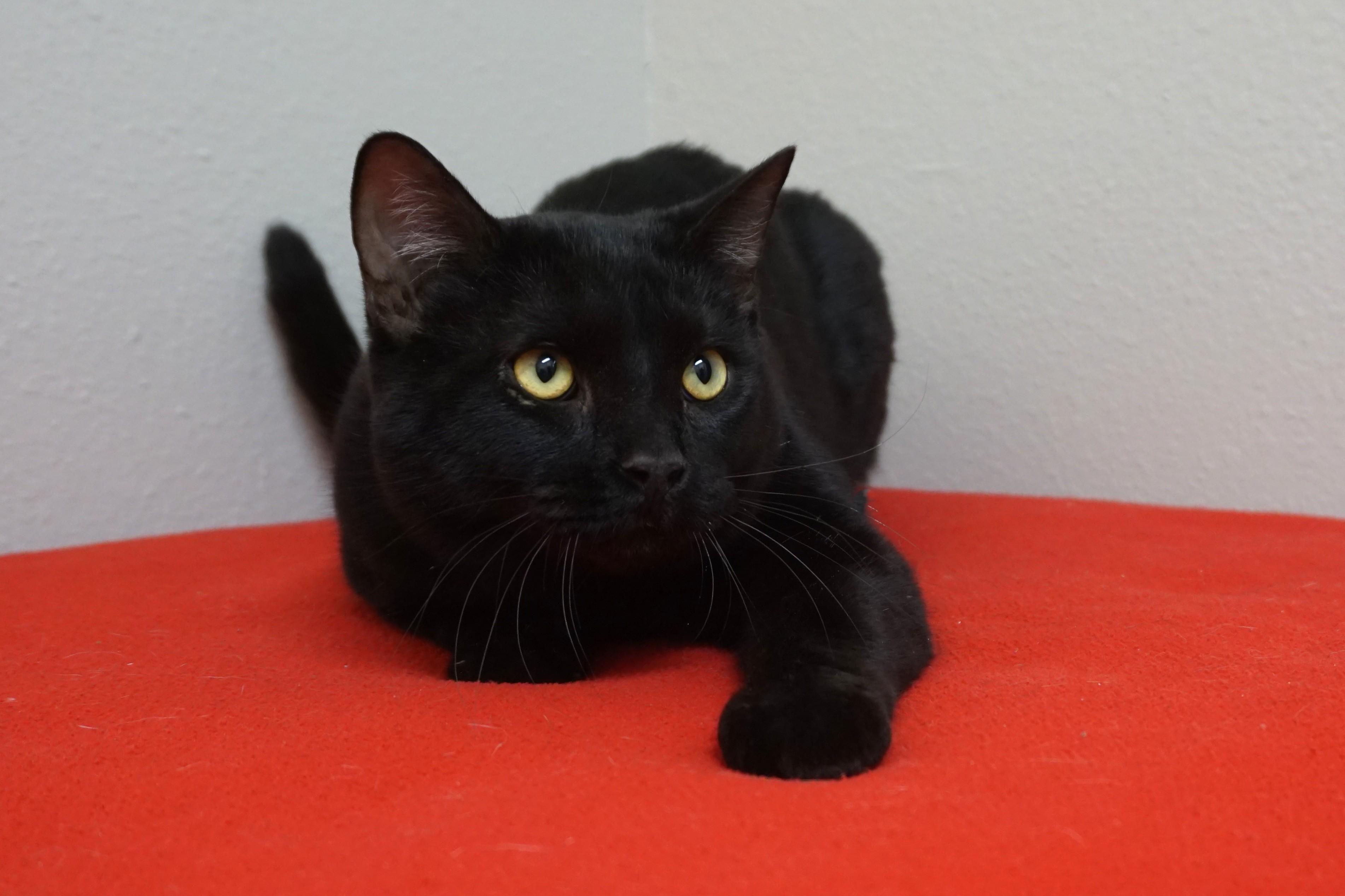 Bodie, an adoptable Domestic Short Hair in Fountain Hills, AZ image 4/4
