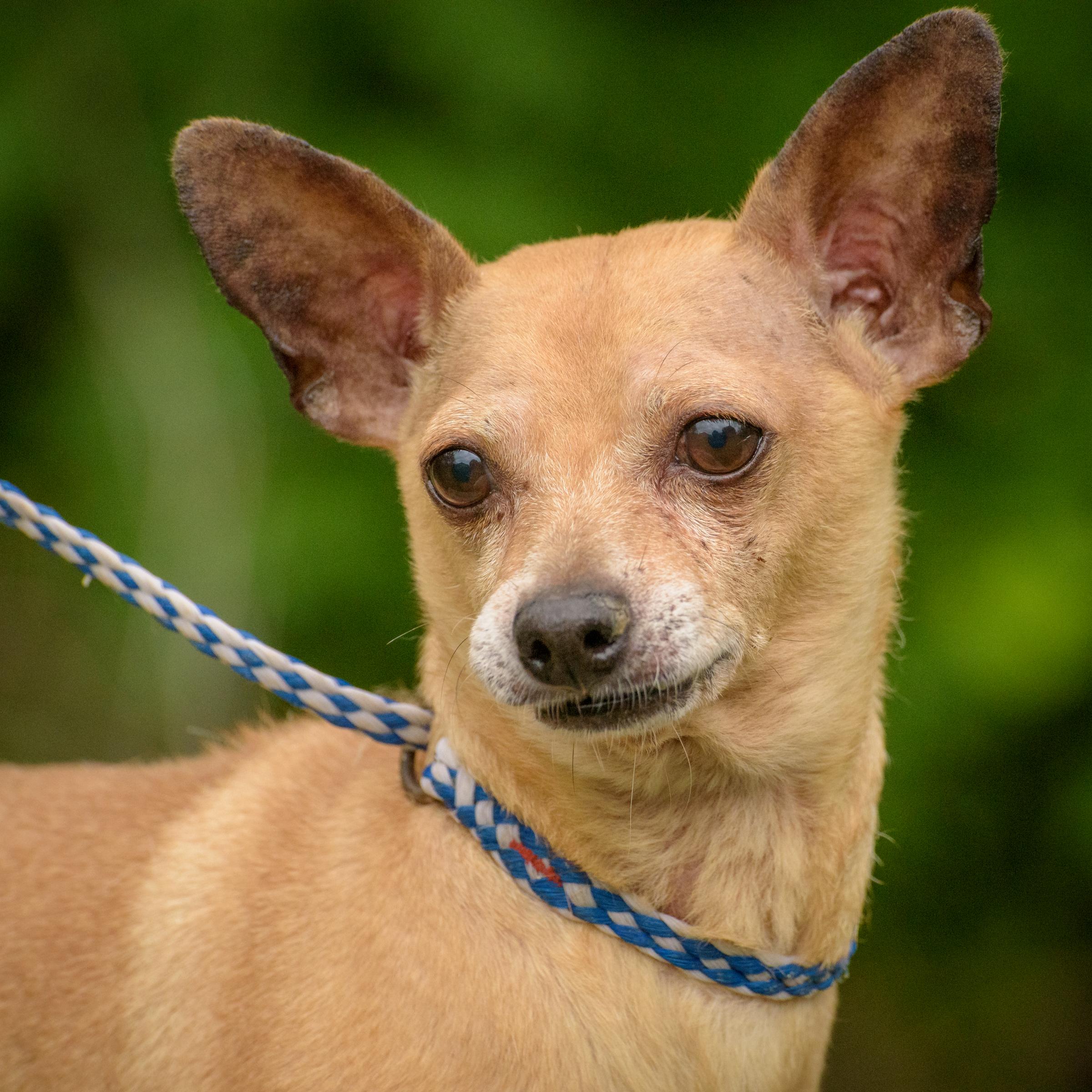 Chico, Senior Male unknown