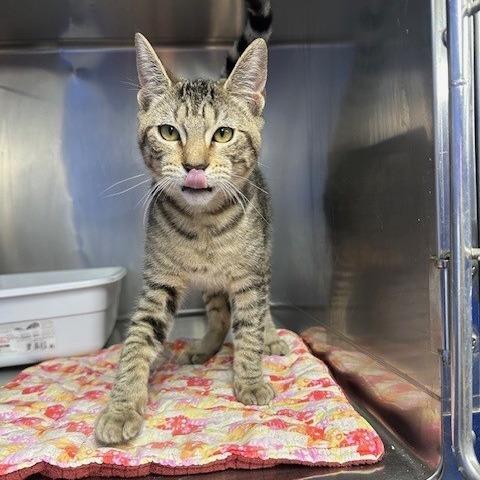 Mayson, Adoptable, Young Male Domestic Medium Hair.