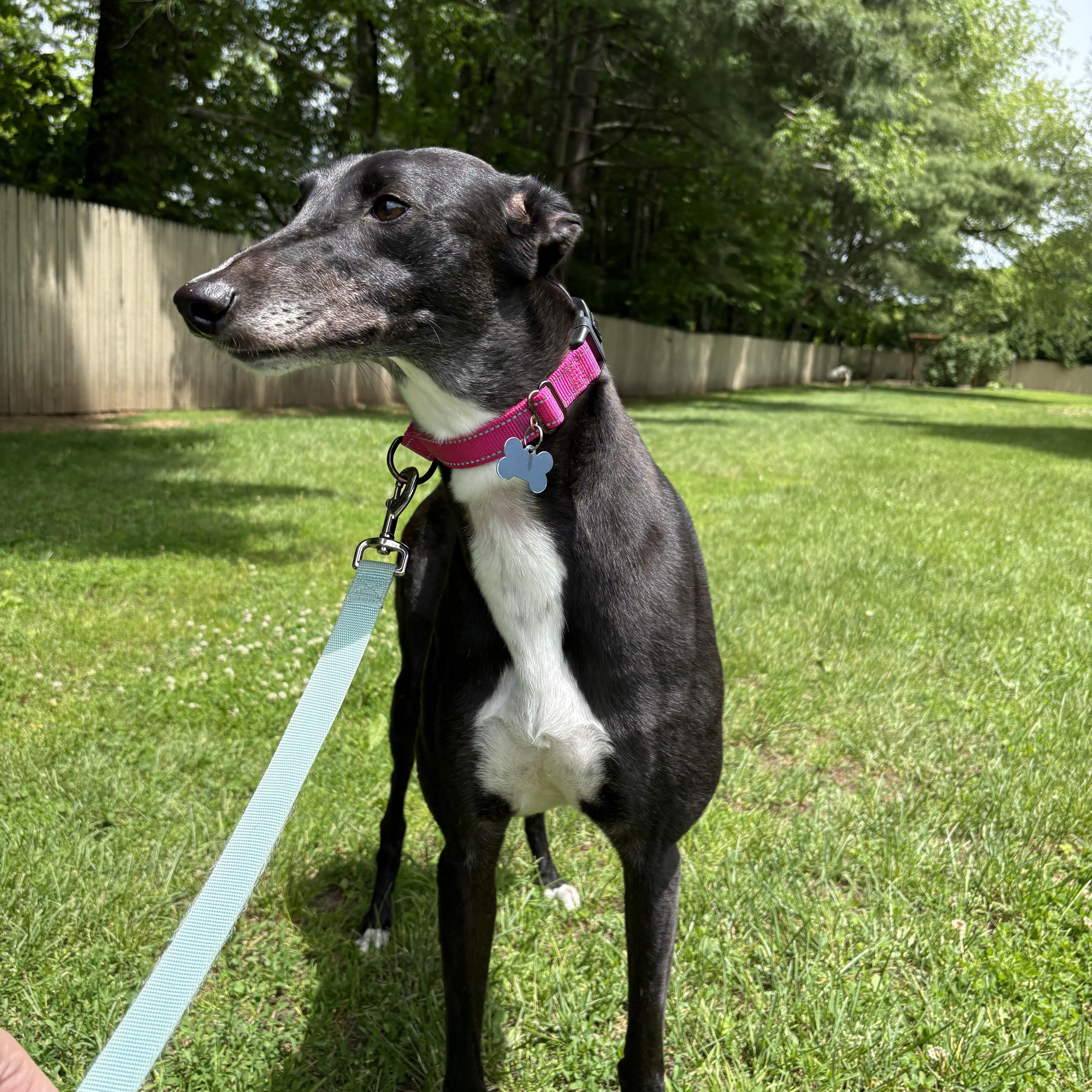 Enlarge Queen Victoria, a Adoptable Greyhound in Swanzey, NH image 2/3