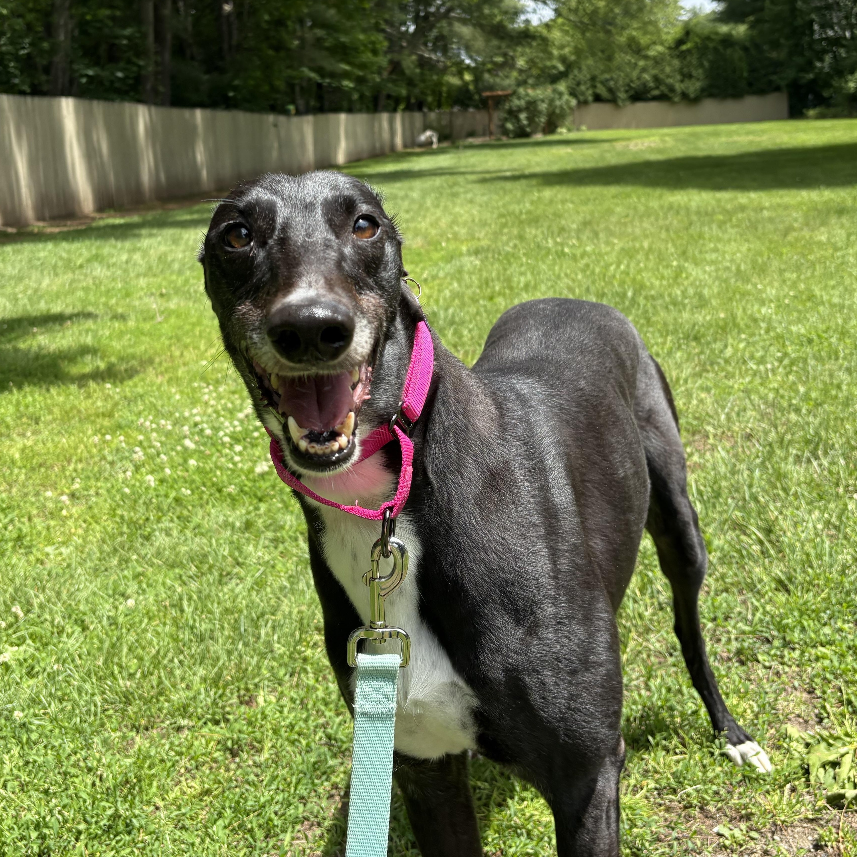 Enlarge Queen Victoria, a Adoptable Greyhound in Swanzey, NH image 1/3