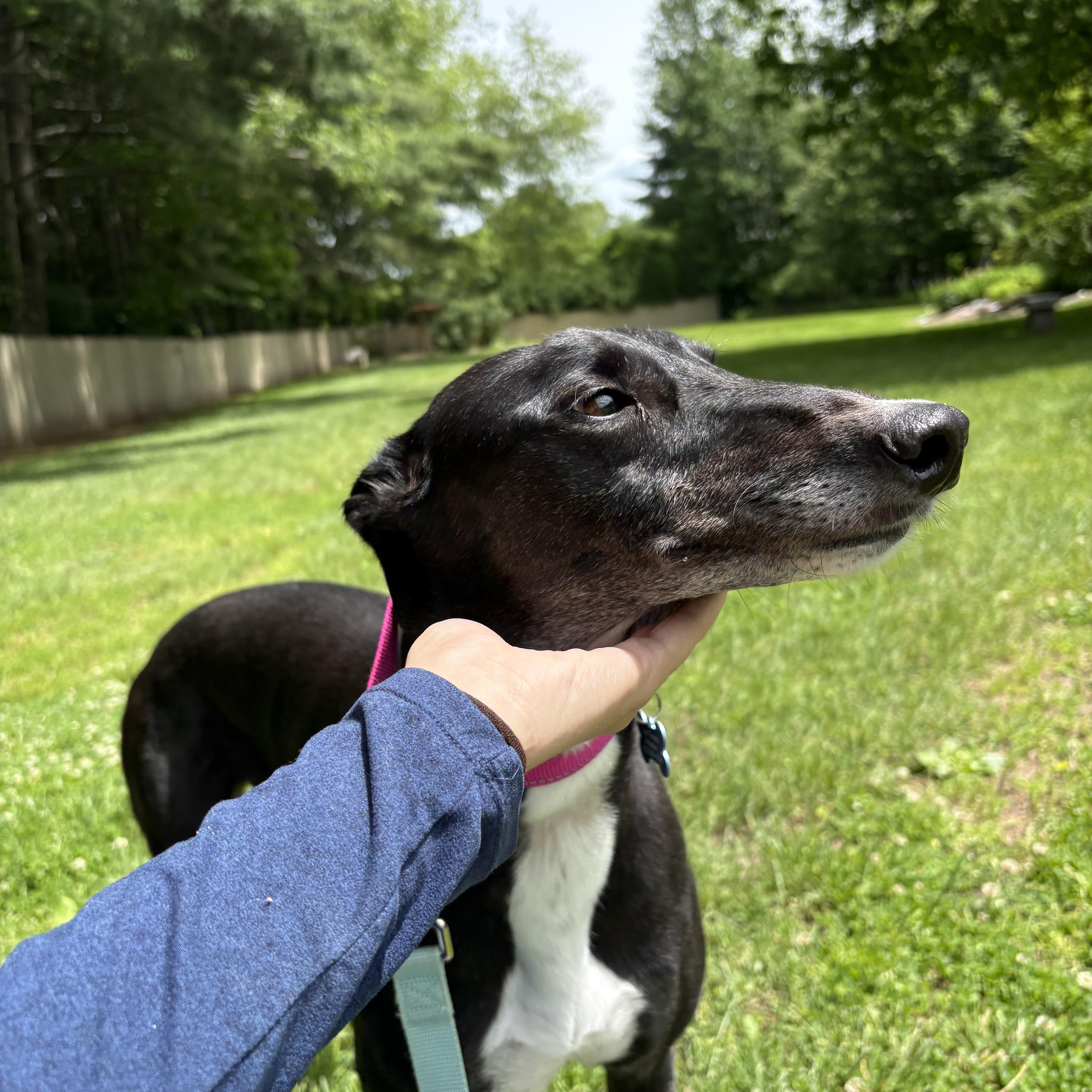 Enlarge Queen Victoria, a Adoptable Greyhound in Swanzey, NH image 3/3