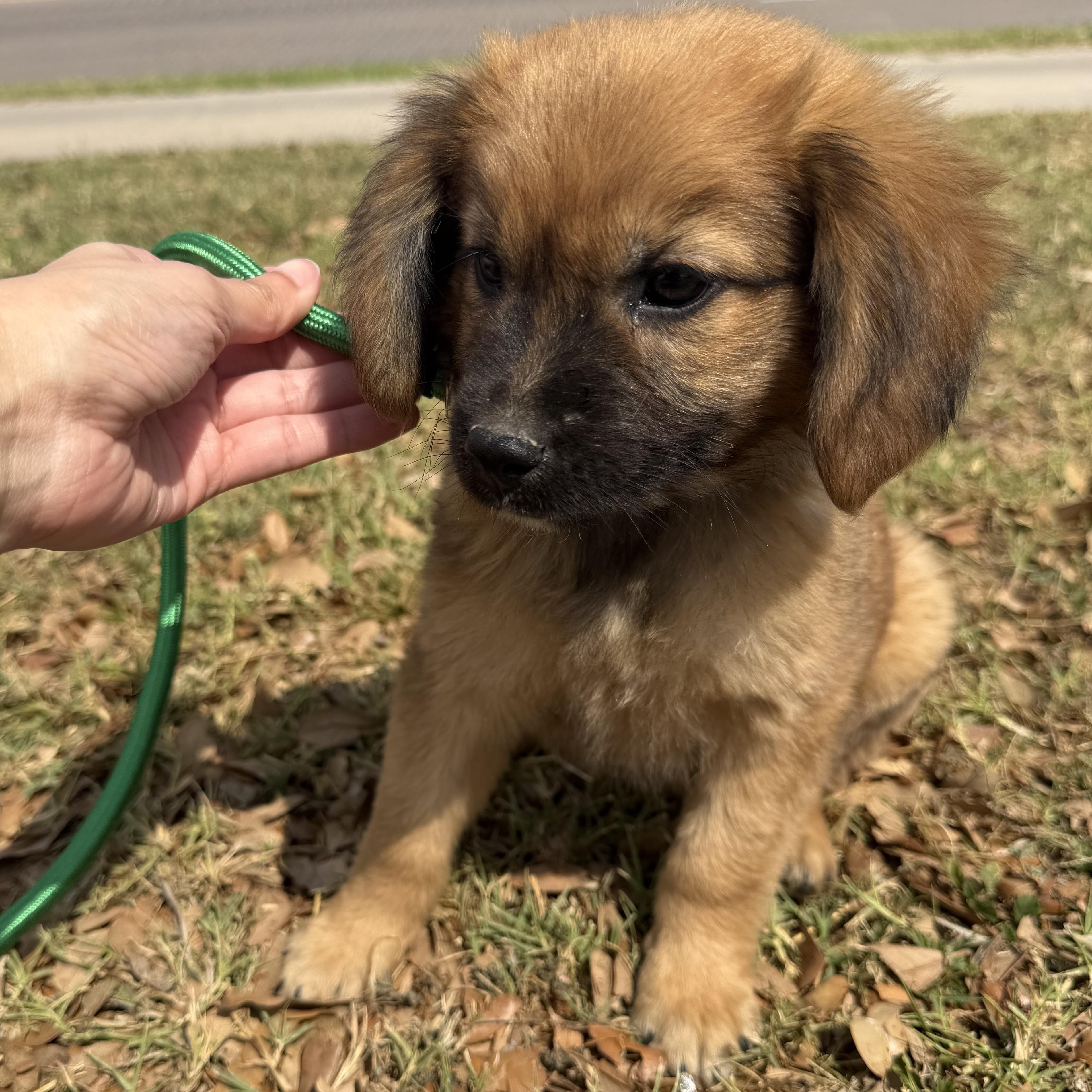 Enlarge Smoke, an adopted mixed breed in Short Hills, NJ image 3/3