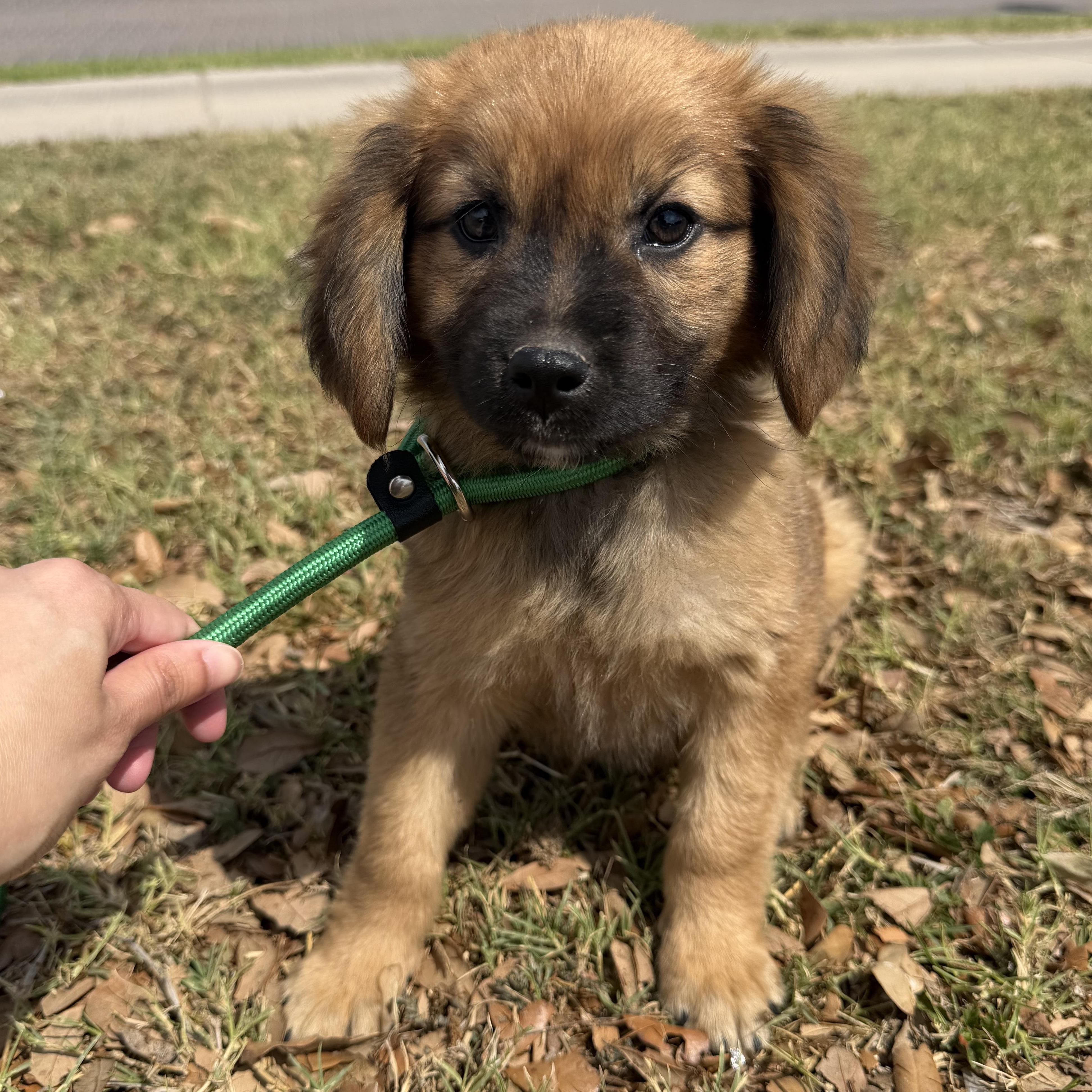 Smoke, adopted, Puppy Male Terrier.