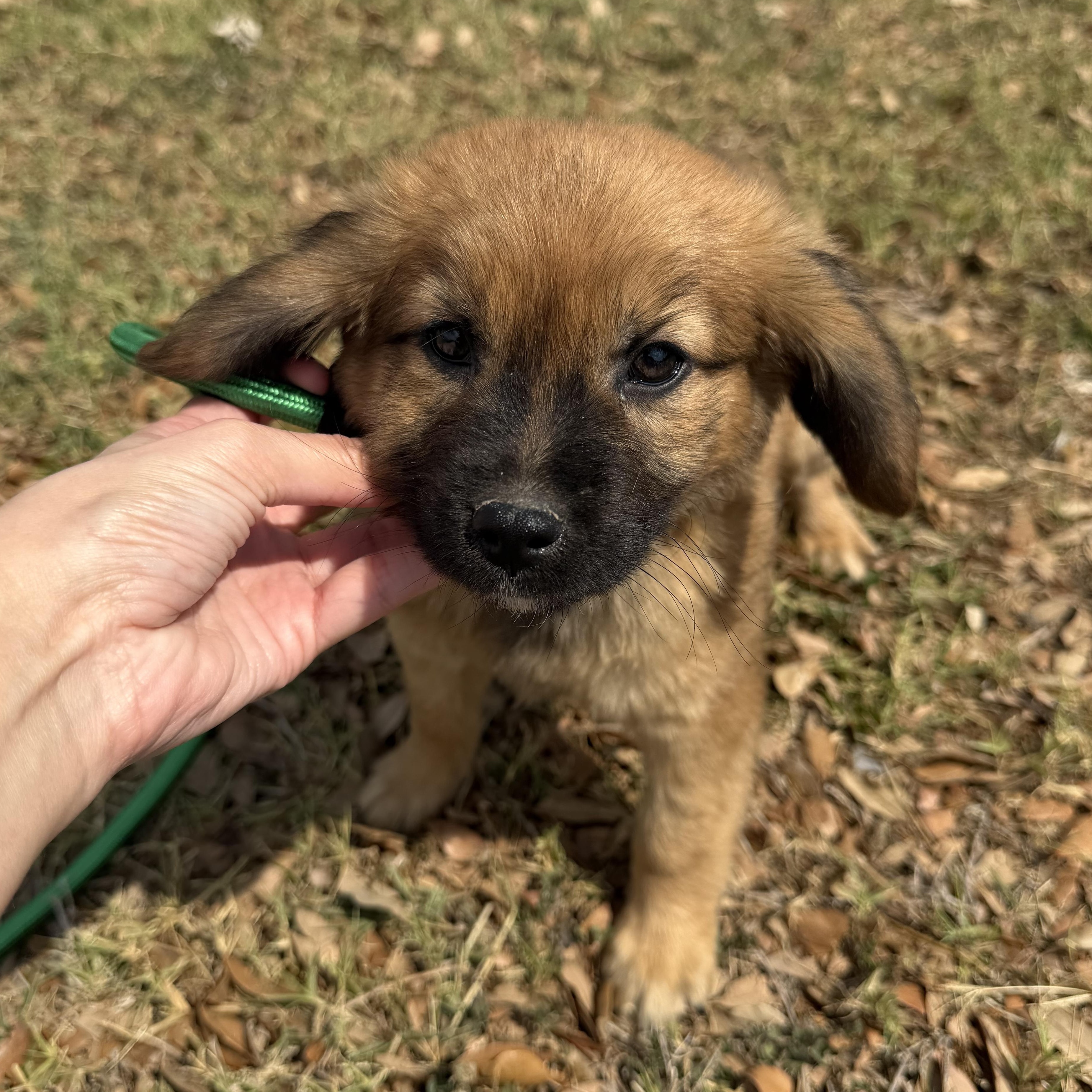 Enlarge Smoke, an adopted mixed breed in Short Hills, NJ image 2/3