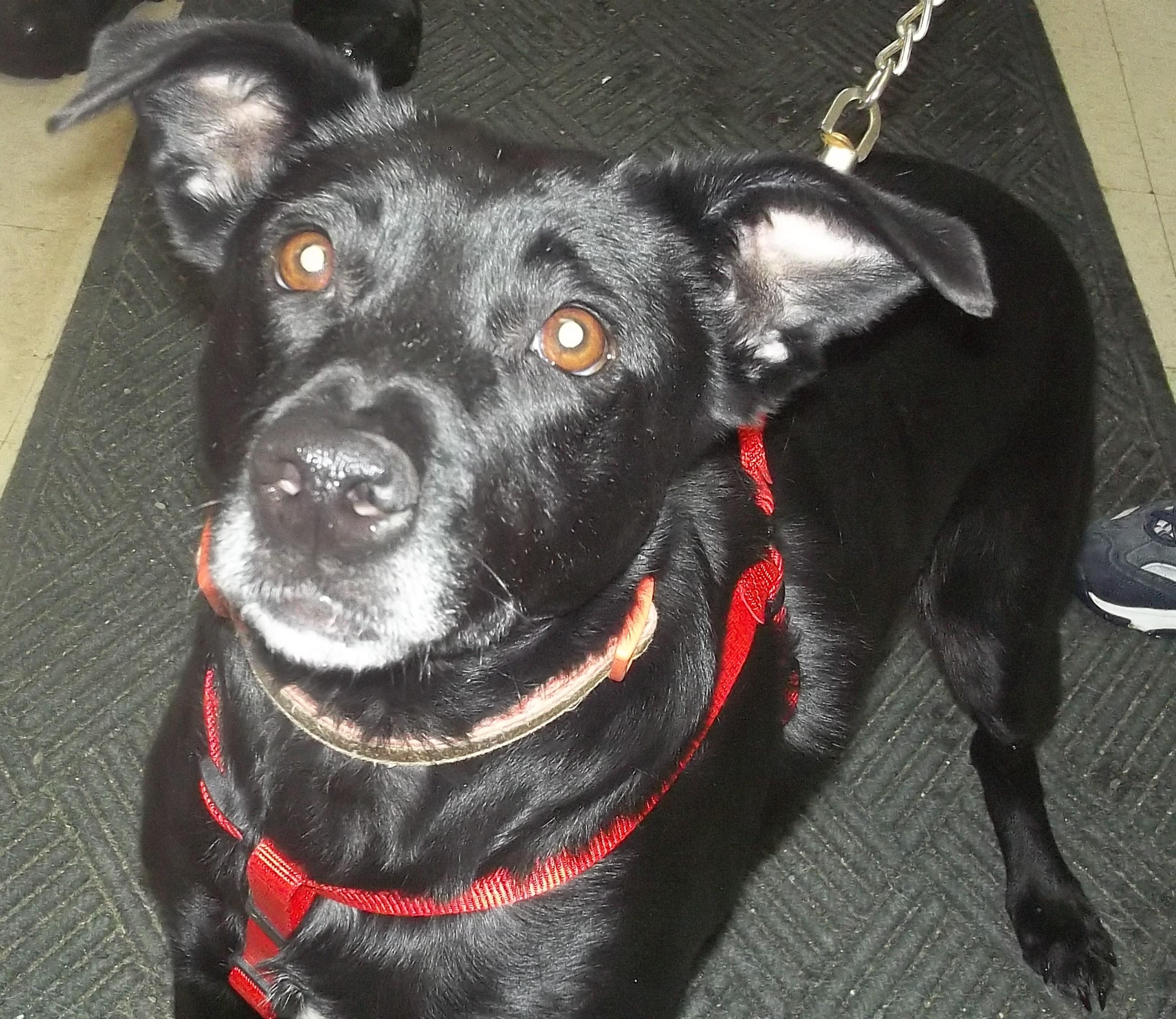 FANTASTIC FOUR, a ADOPTABLE mixed breed in Reed City, MI image 1/5