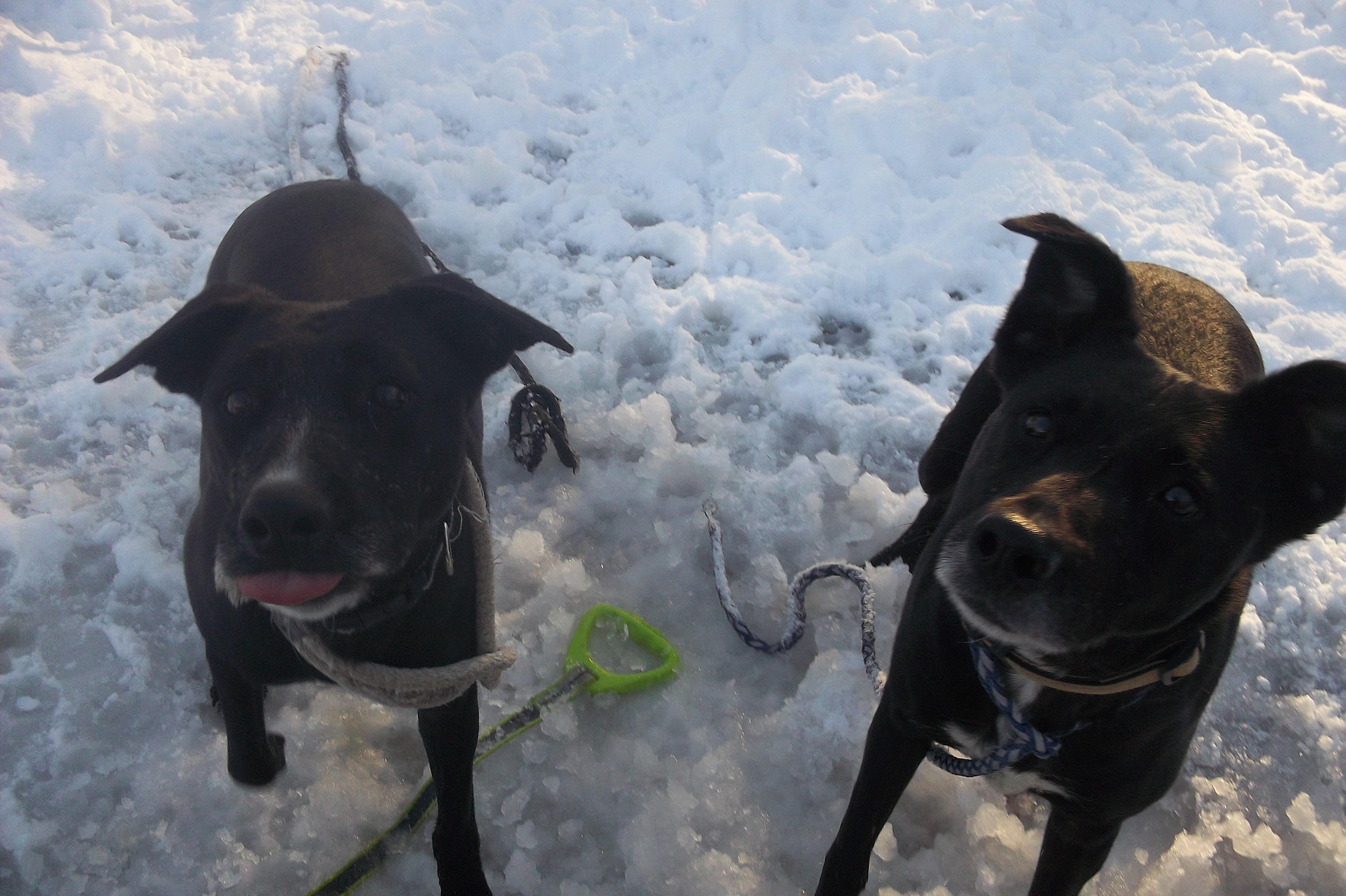 FANTASTIC FOUR, a ADOPTABLE mixed breed in Reed City, MI image 5/5