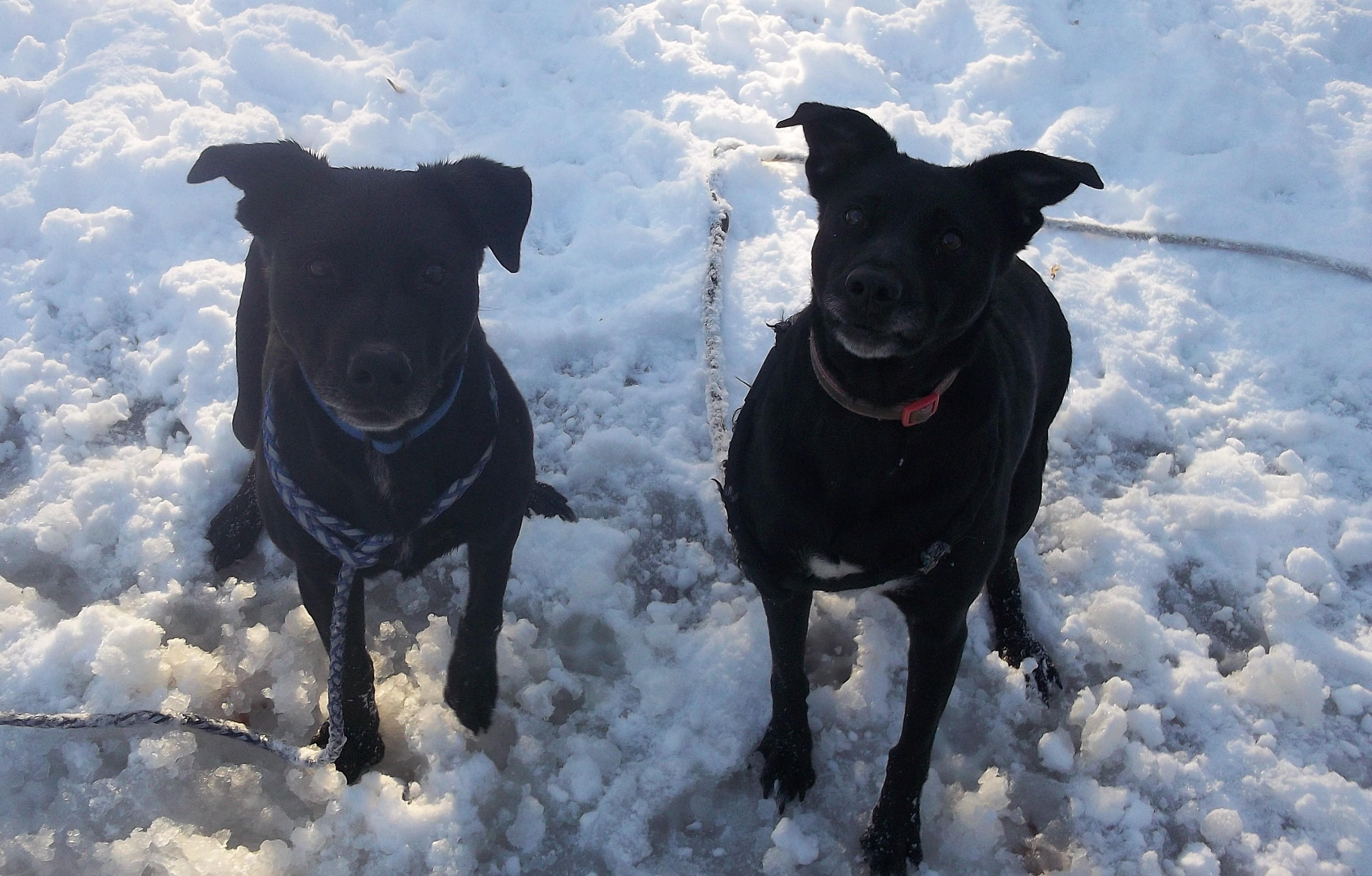 FANTASTIC FOUR, a ADOPTABLE mixed breed in Reed City, MI image 3/5