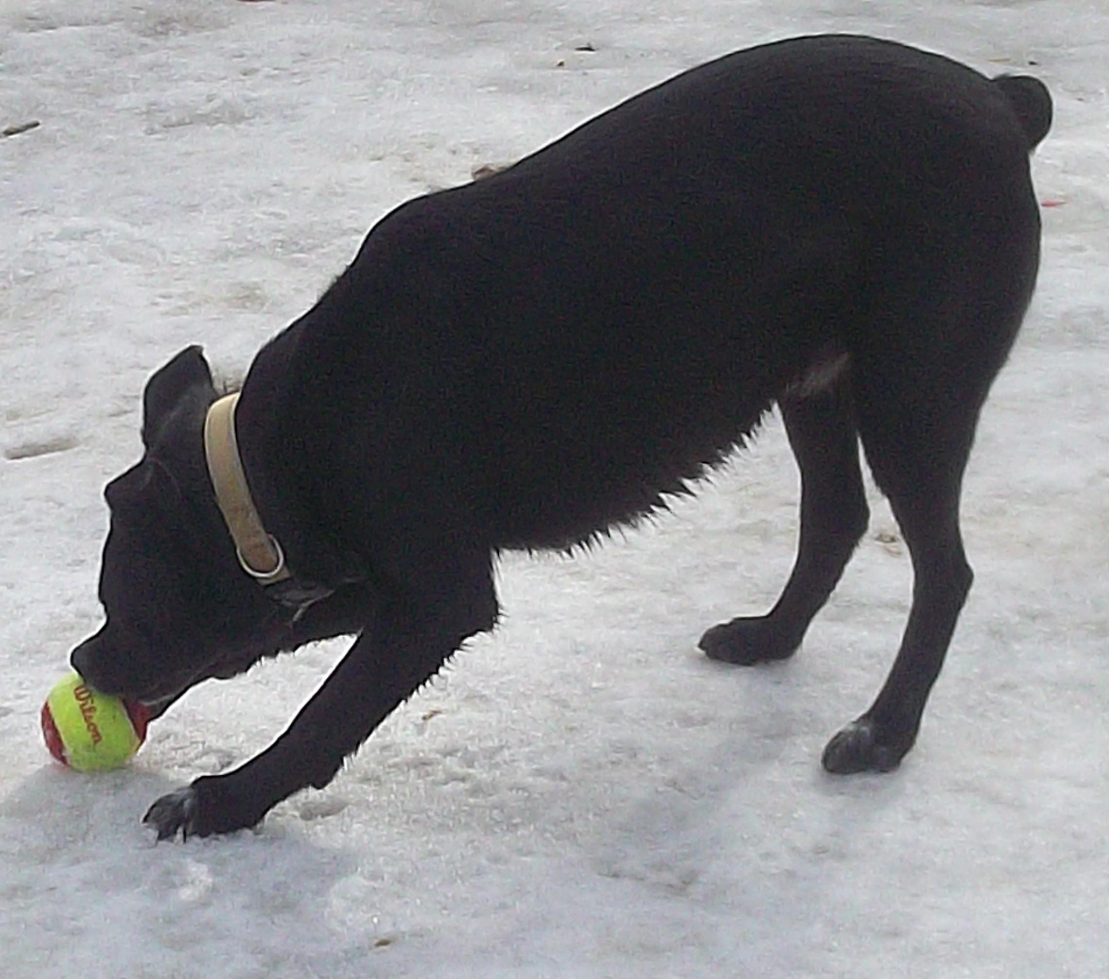 Enlarge MR. FLUFF N STUFF, a ADOPTABLE mixed breed in Reed City, MI image 4/5