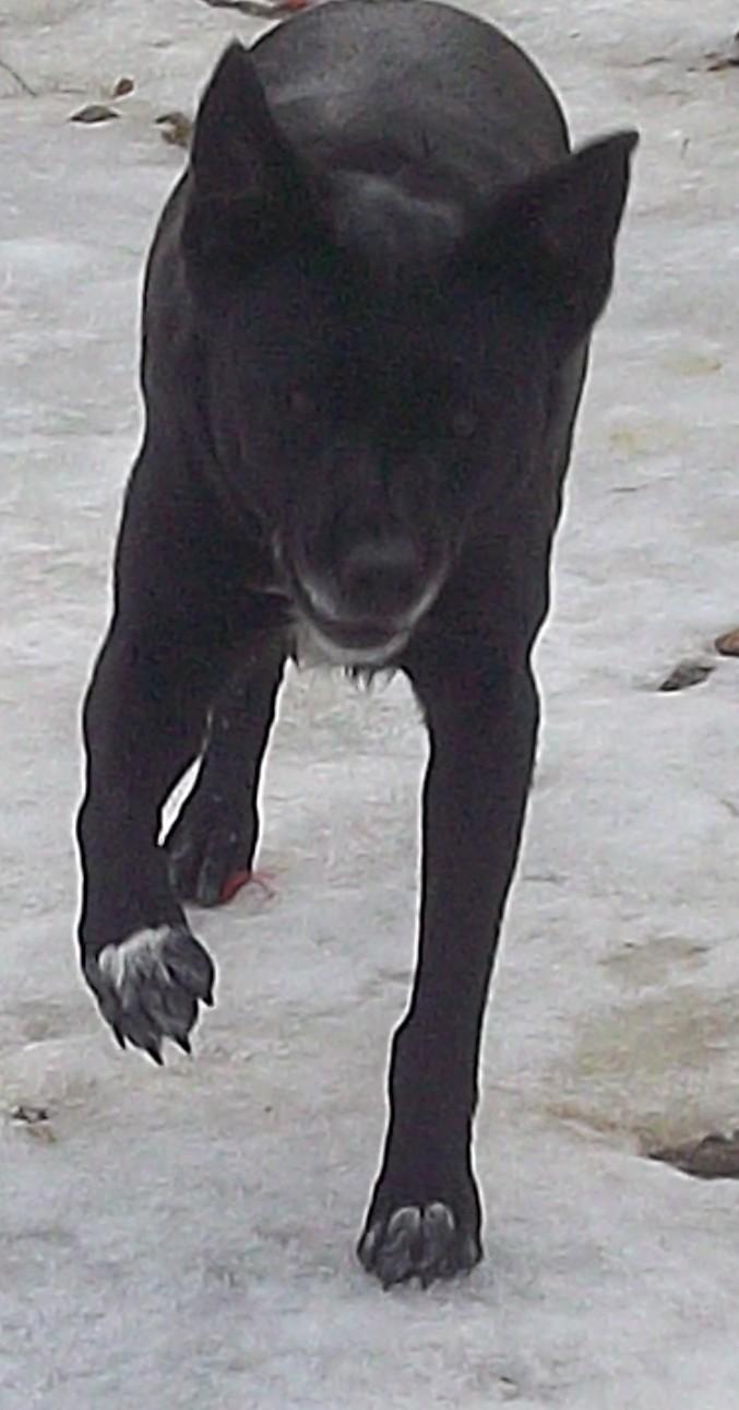 Enlarge MR. FLUFF N STUFF, a ADOPTABLE mixed breed in Reed City, MI image 5/5