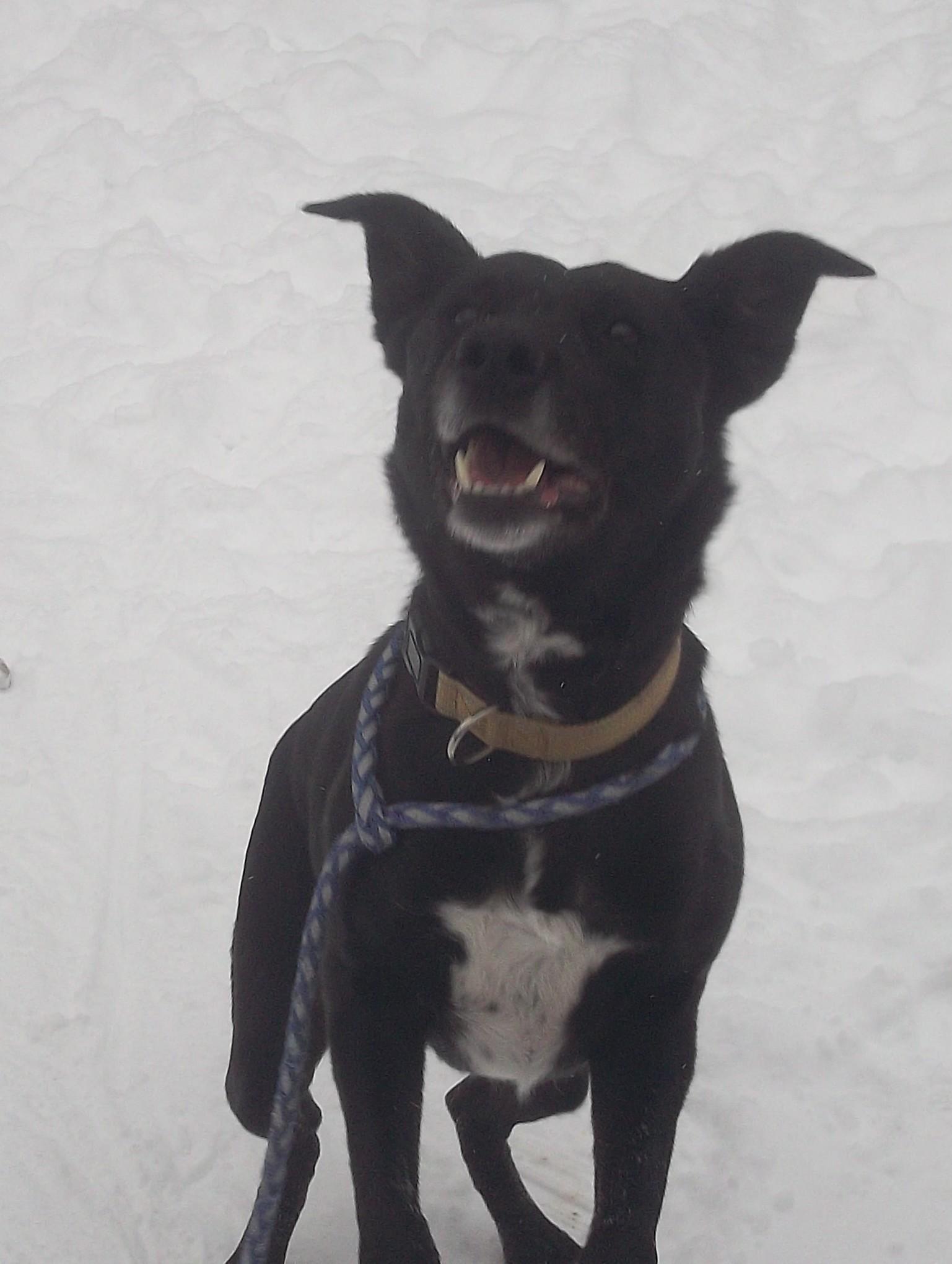 Enlarge MR. FLUFF N STUFF, a ADOPTABLE mixed breed in Reed City, MI image 3/5