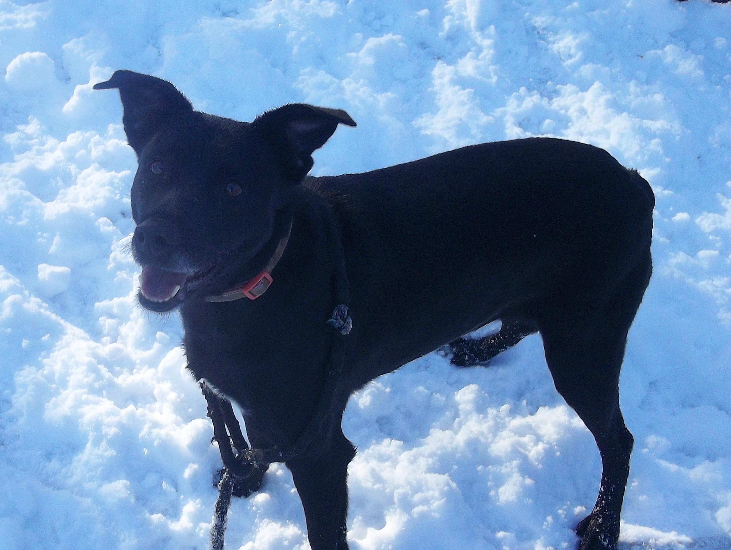 FANTASTIC FOUR, a ADOPTABLE mixed breed in Reed City, MI image 4/5