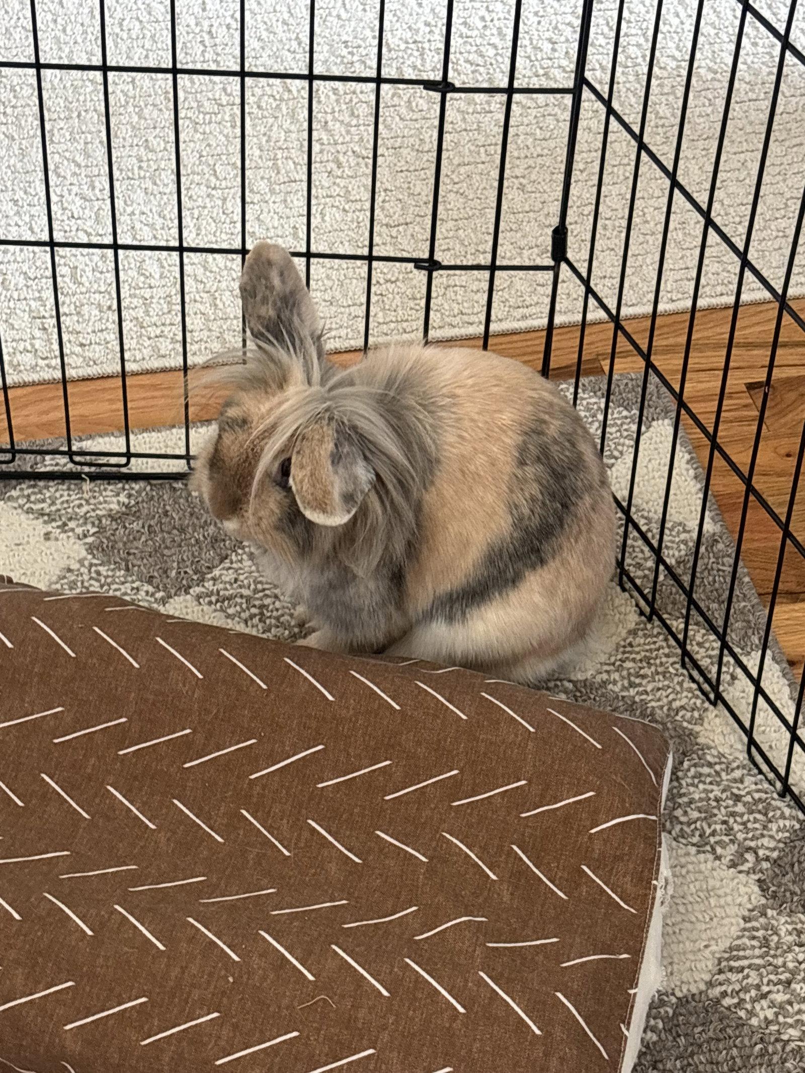 Ines, Adoptable, Adult Female Lop Eared & Lionhead.