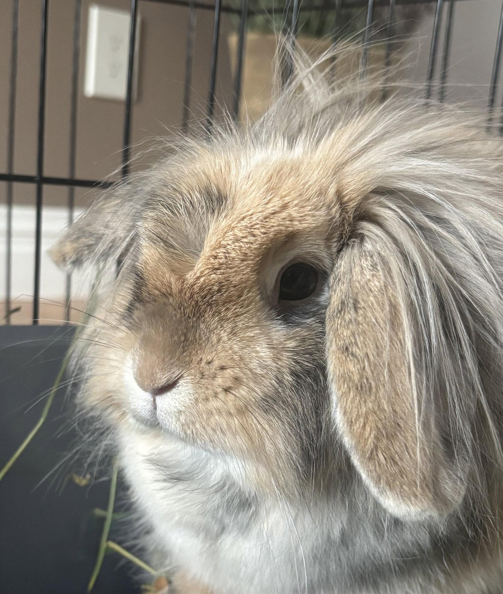 Enlarge Ines, a Adoptable mixed breed in Great Neck, NY image 2/2