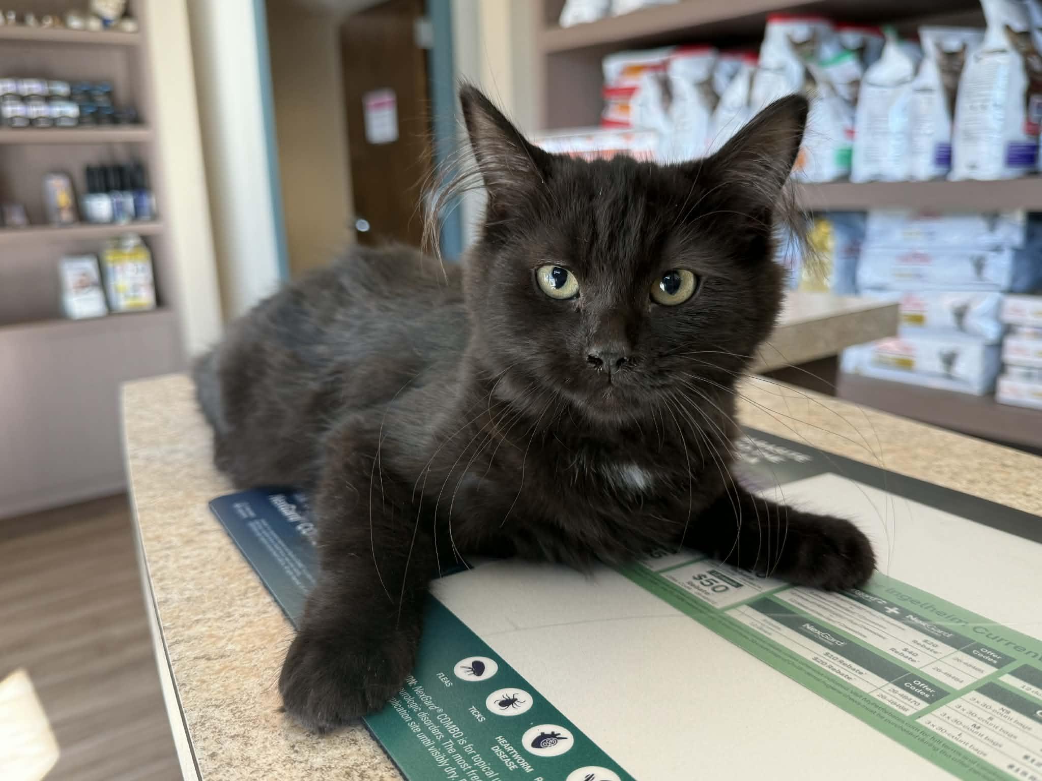 Enlarge Tilly, a Adopted Domestic Short Hair in Story City, IA image 3/3