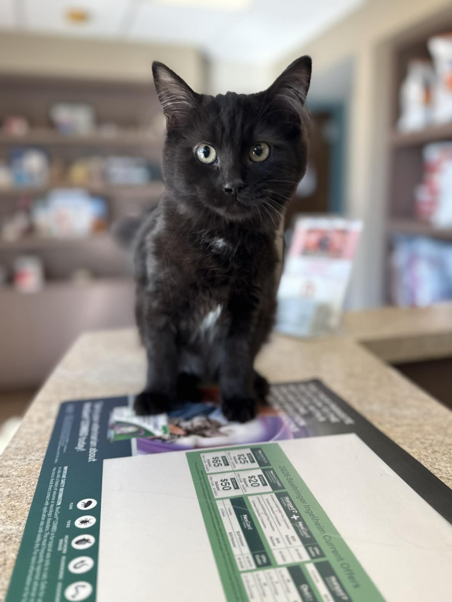 Tilly, Adoptable, Kitten Female Domestic Short Hair.